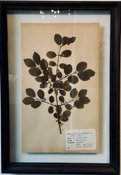 Herbario Botánico Vintage Prensa de Flores Montado En Nuevo Marco Personalizado