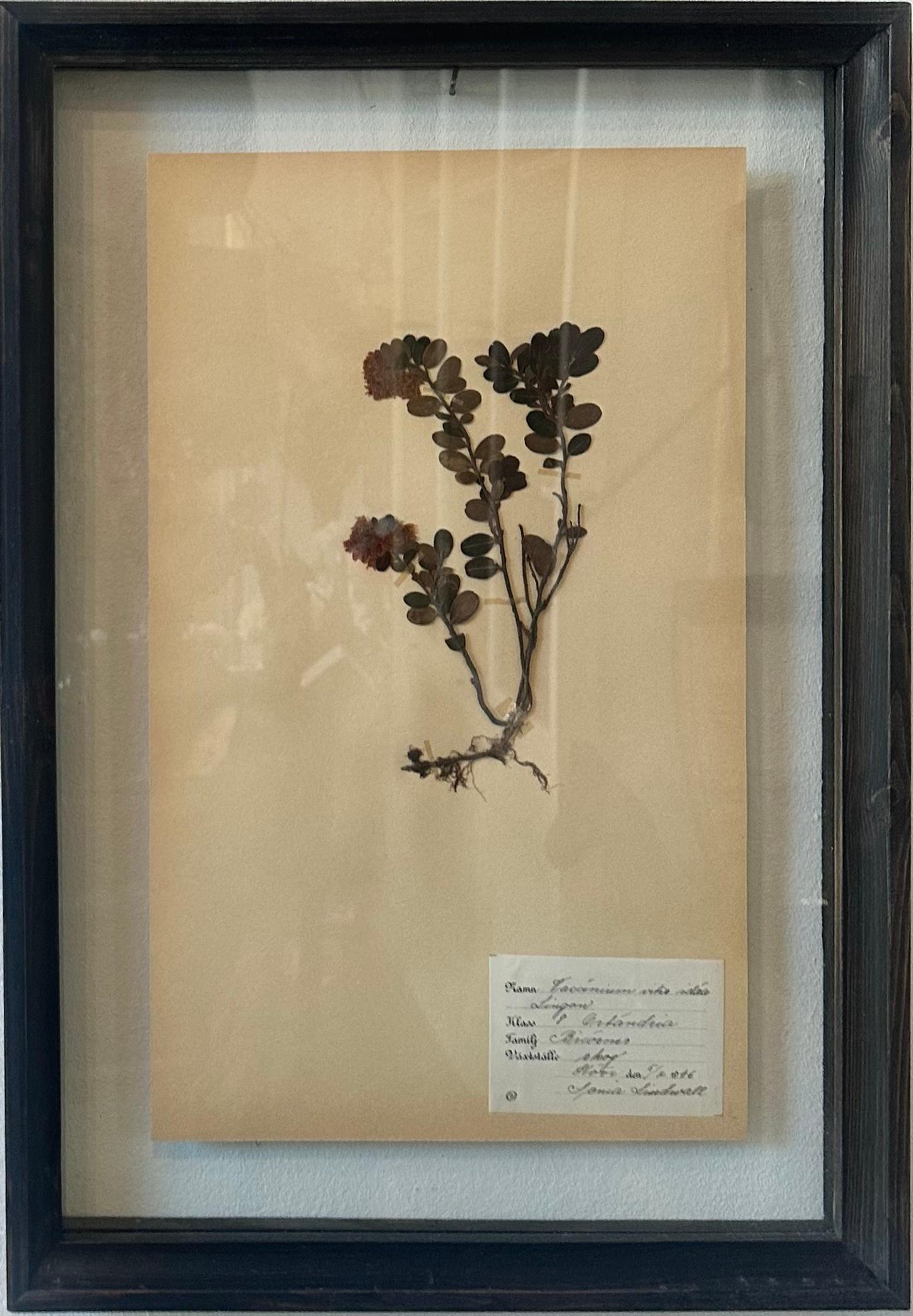 Sonia Lindwall Still-Life Painting - Vintage Herbarium Botanical Flower Press Mounted In New Custom Framed