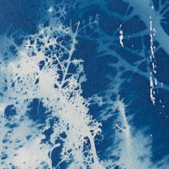 'Acantilado Perfumado'. Botanical historic, conceptual Spanish landscape drawing