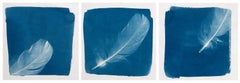 'Feathers of Freedom'. Cyanotype Triptych, Blue white film stills interactive