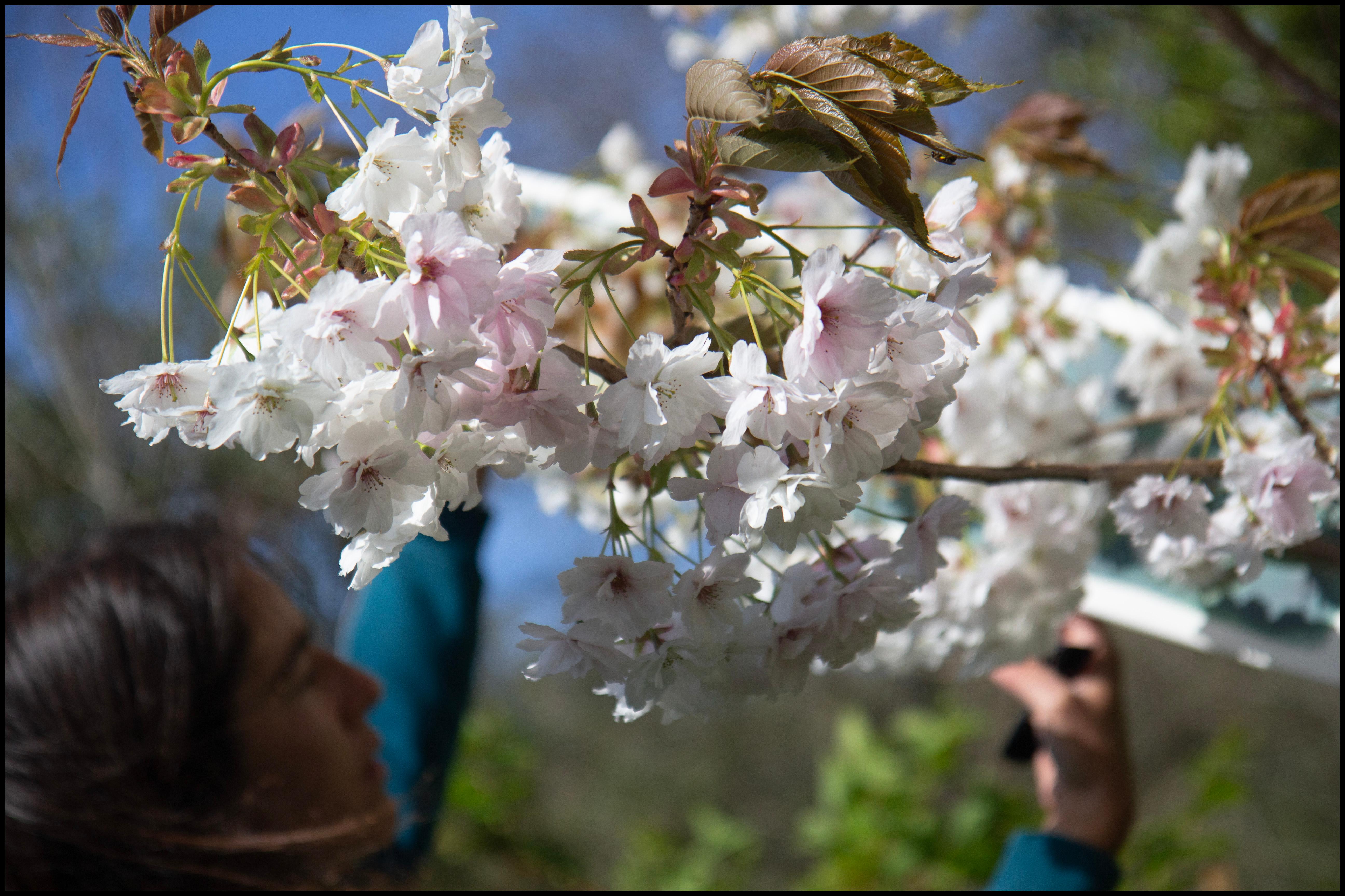 Sakura abstrait fleur de cerisier nature bleu cramoisi or en vente 3