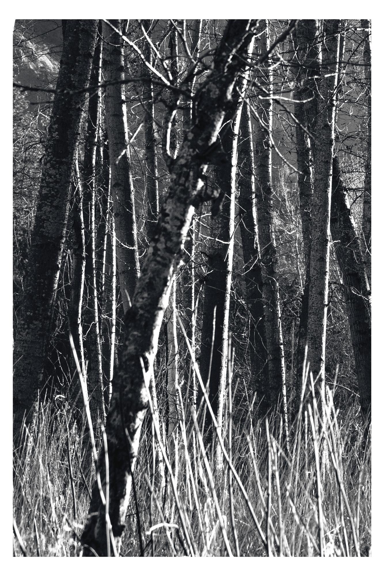 „Aspens, Kalifornien“ Einzigartiges Triptychon. Schwarz und Weiß Bäume Natur Wilder Wald (Zeitgenössisch), Photograph, von Sophia Milligan