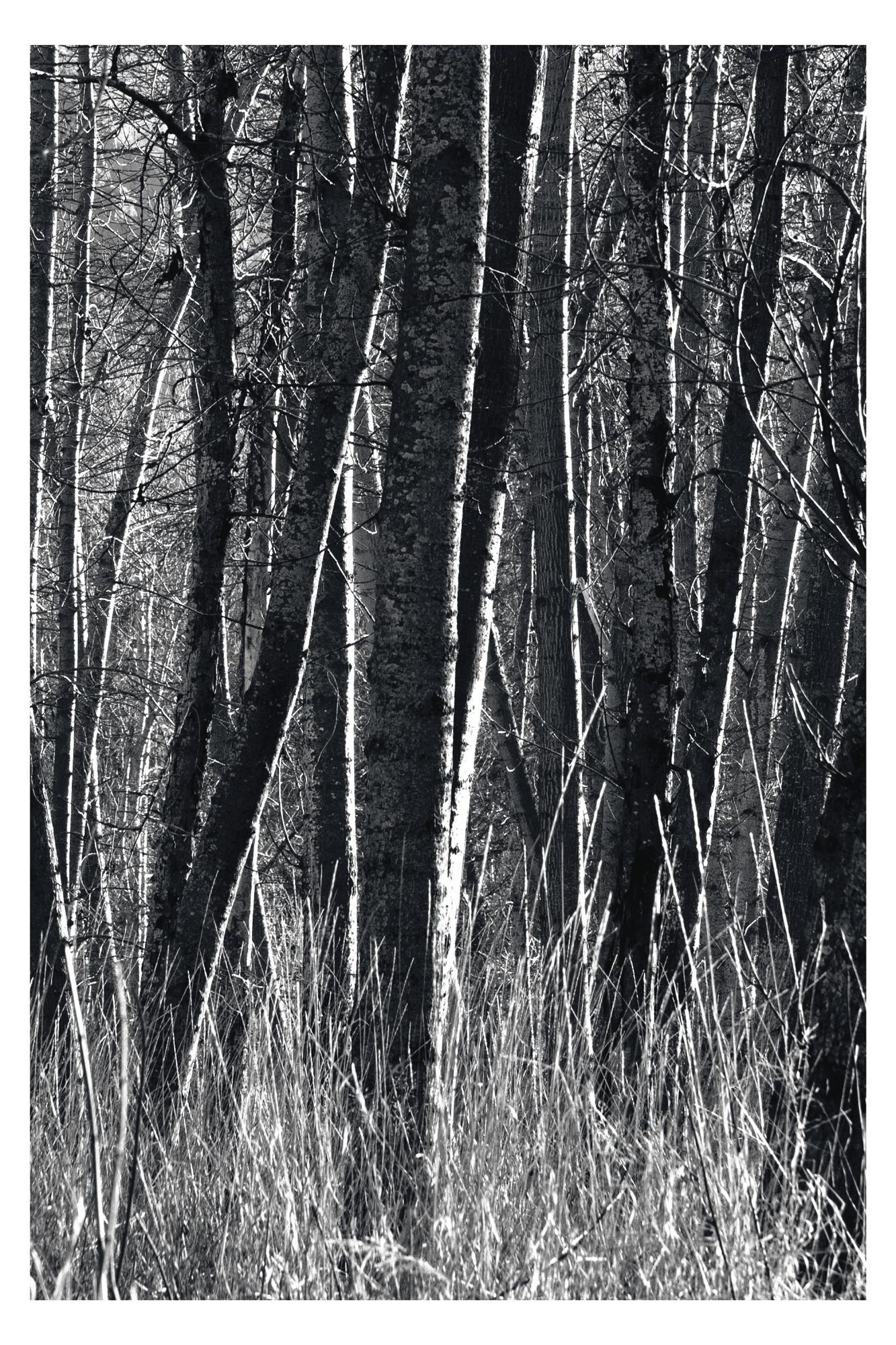 Espen, Kalifornien'. 
Master Edition (Einzigartiges Kunstwerk, 1 von 1). Fotografisches Triptychon mit Archivcharakter. 
Handsigniert und nummeriert. Ungerahmt.
_________________
Das Licht des späten Nachmittags im Yosemite Valley wirft scharfe