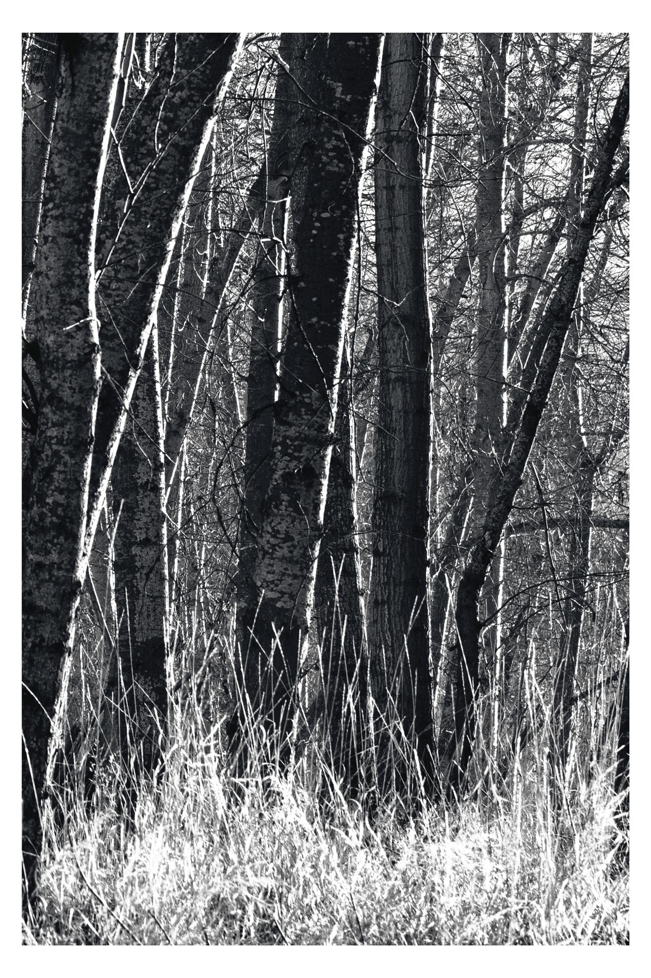 „Aspens, Kalifornien“ Einzigartiges Triptychon. Schwarz und Weiß Bäume Natur Wilder Wald im Angebot 1