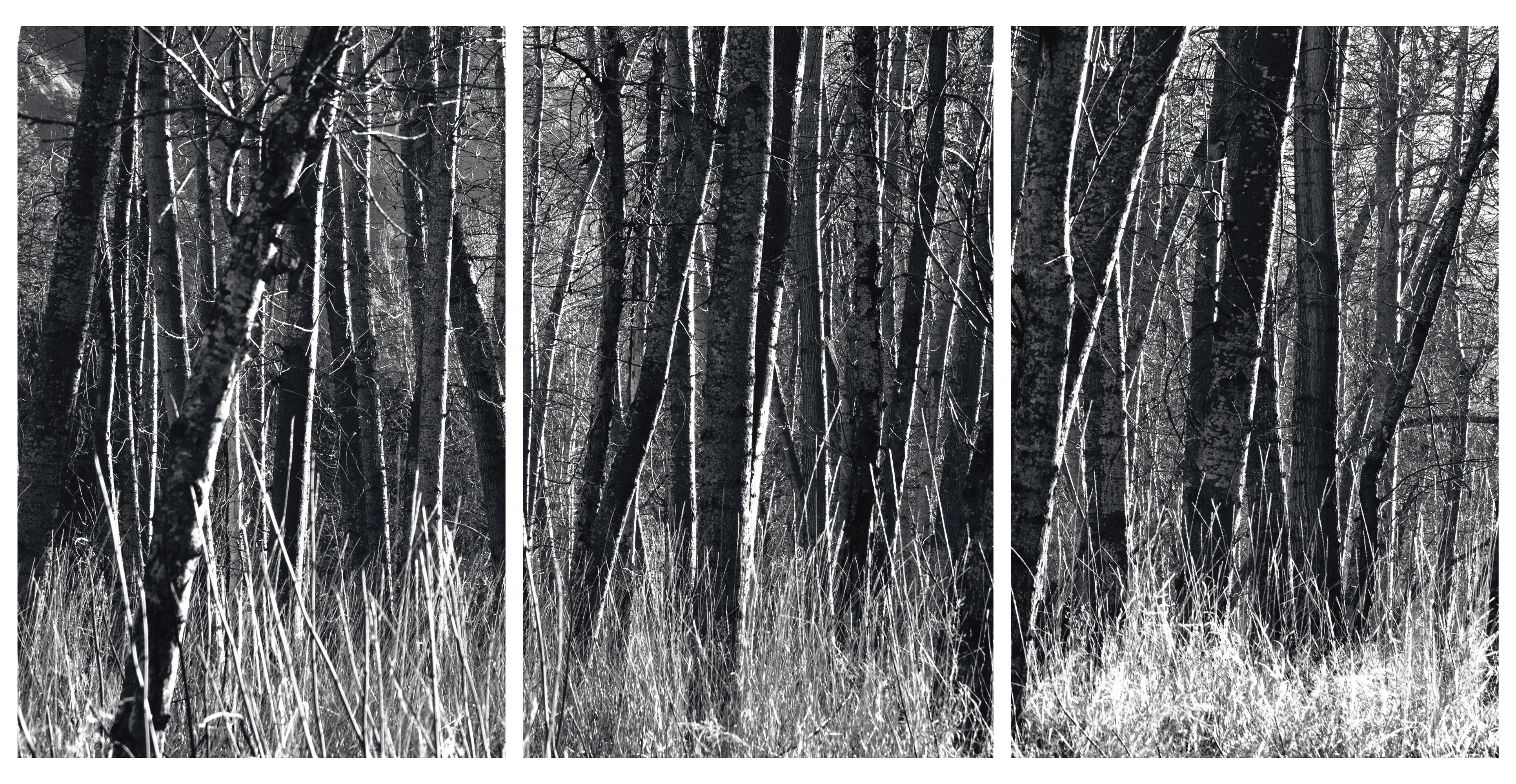 'Aspens, California' Unique Triptych. Black and White Trees Nature Wild Forest
