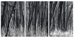 'Aspens, California' Unique Triptych. Black and White Trees Nature Wild Forest