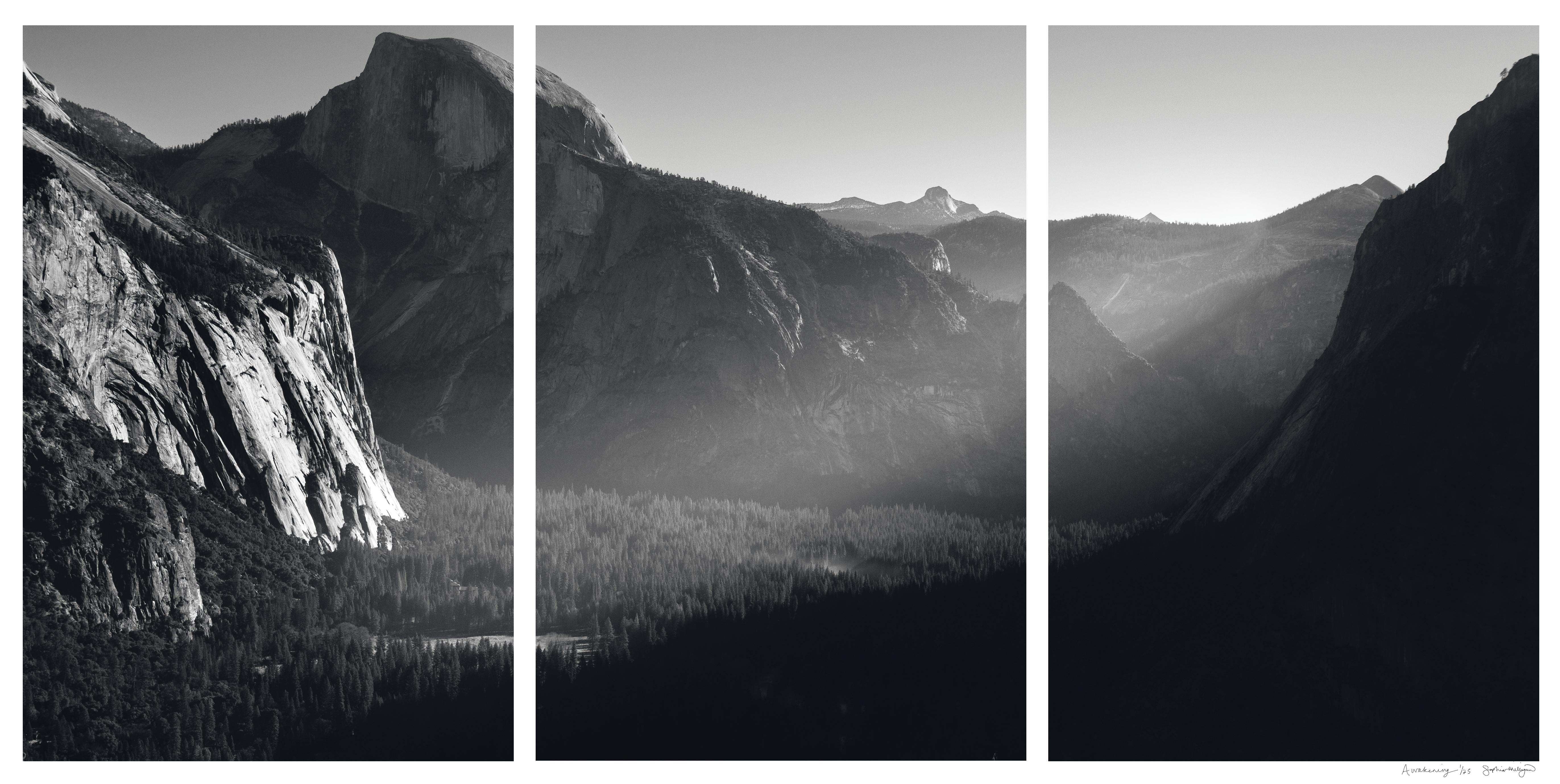 Sophia Milligan Landscape Photograph – „Awakening“ Limitierte Auflage des Triptychons. Yosemite-Gebirge Bäume mit leichter Textur