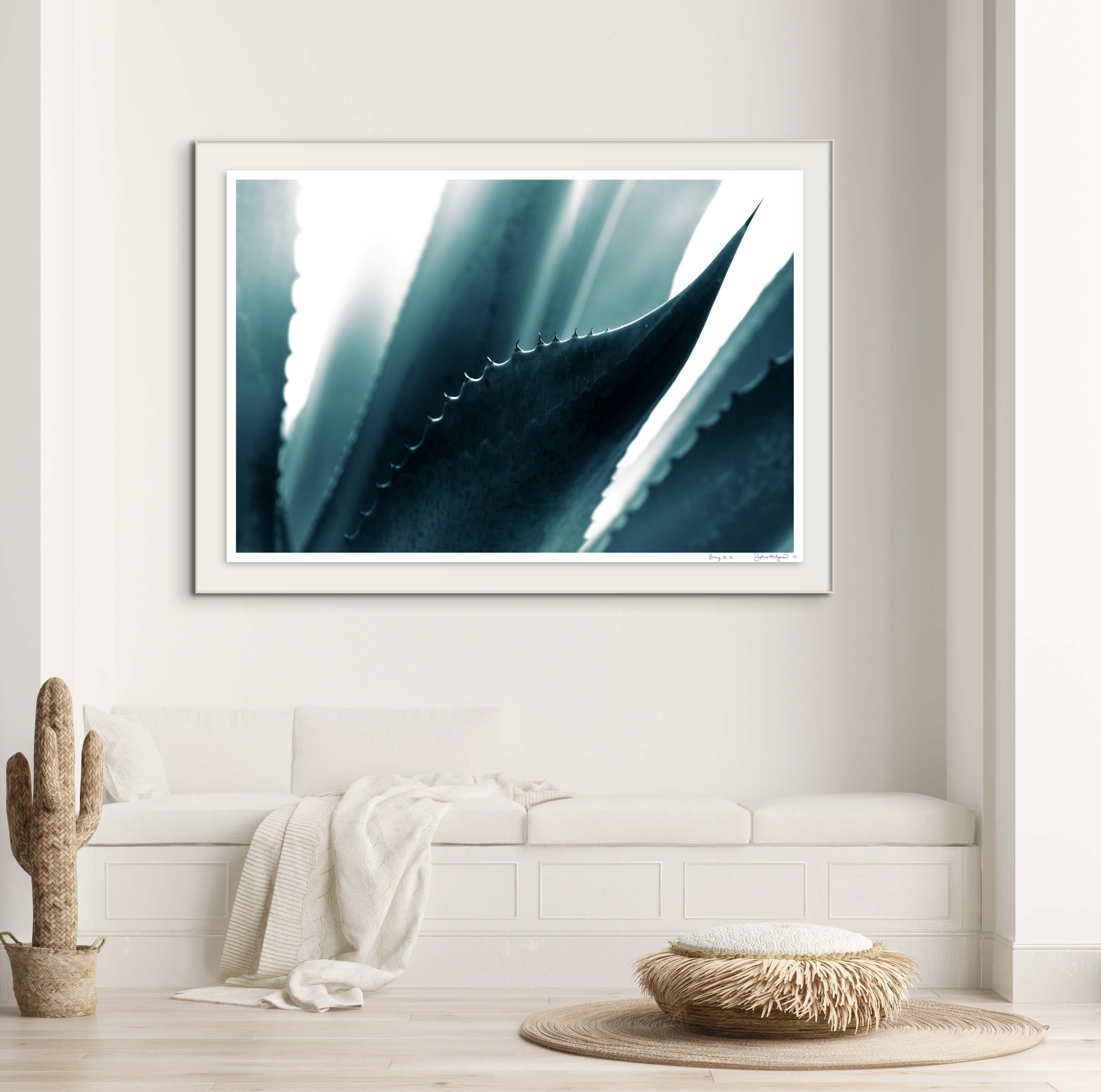 'Cicatrices 4' Large scale photo. Agave leaf, desert cactus blue teal green  - Photograph by Sophia Milligan