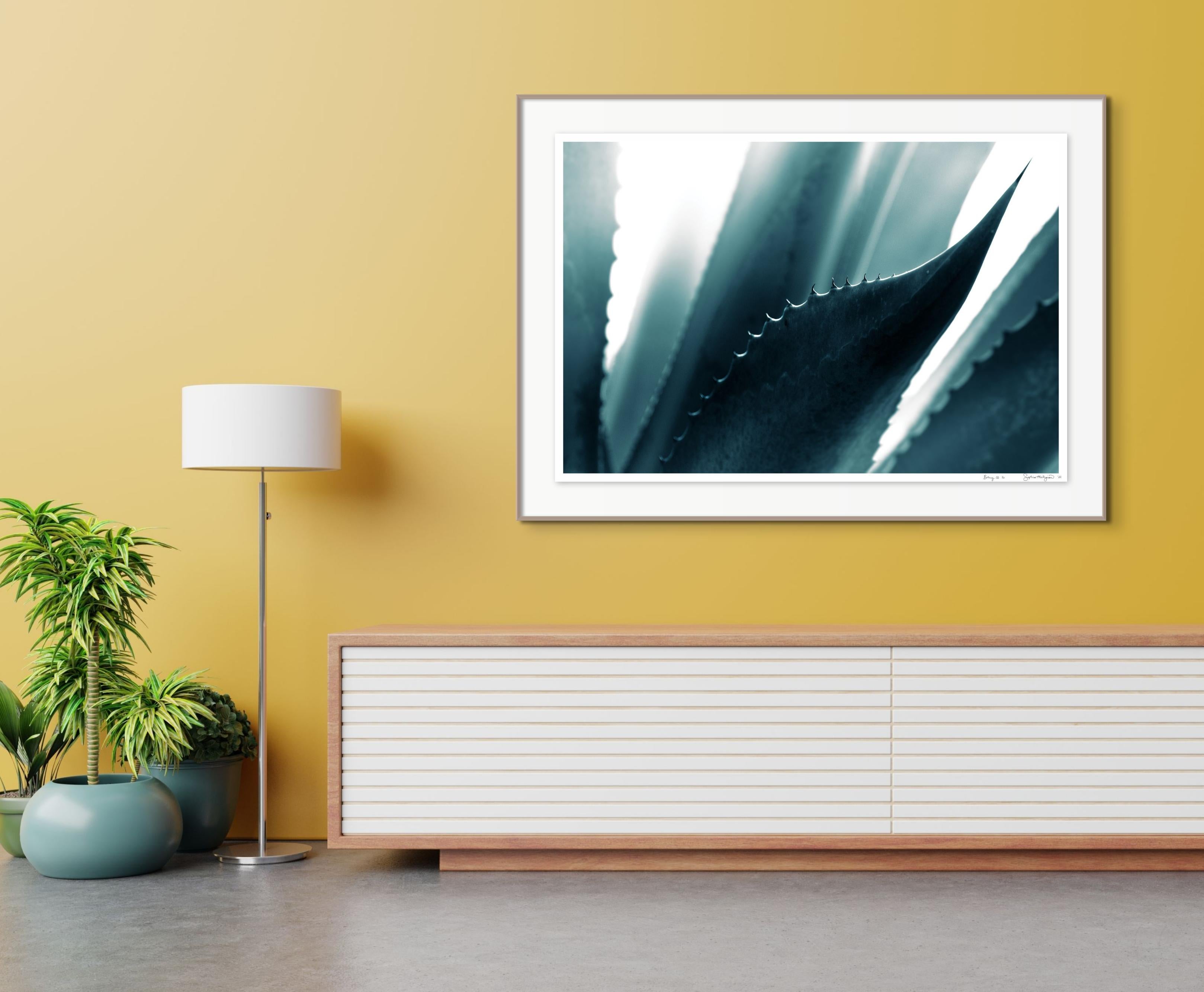 'Cicatrices 4' Large scale photo. Agave leaf, desert cactus blue teal green  - Blue Abstract Photograph by Sophia Milligan