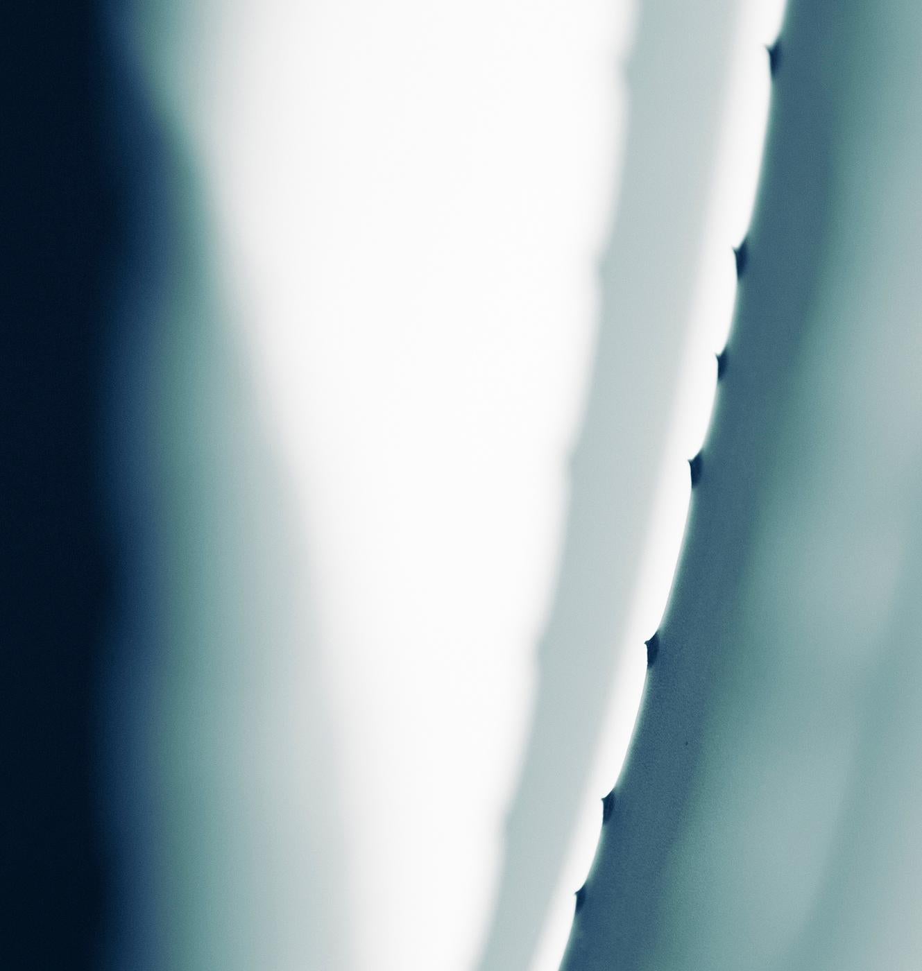Großformatiges Foto „Cicatrices 5“. Blatt Agave-Blatt, desertischer Kakteenblau, Tealgrün  (Zeitgenössisch), Photograph, von Sophia Milligan