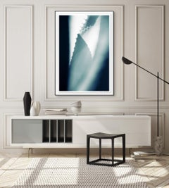 'Cicatrices (6)' Large scale photo. Agave leaf, female cactus blue teal green