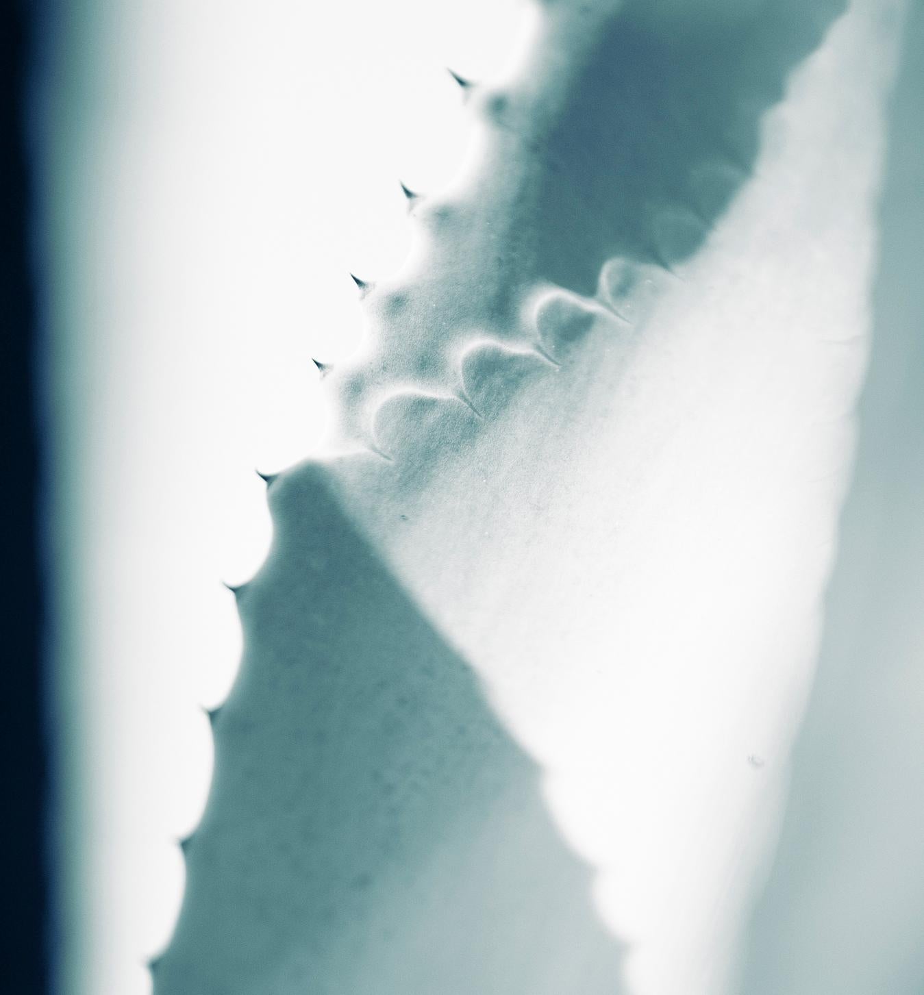 Großformatiges Foto „Cicatrices (6)“. Blatt Agave-Blatt, weibliches Kakteenblaues Tealgrün  (Zeitgenössisch), Photograph, von Sophia Milligan