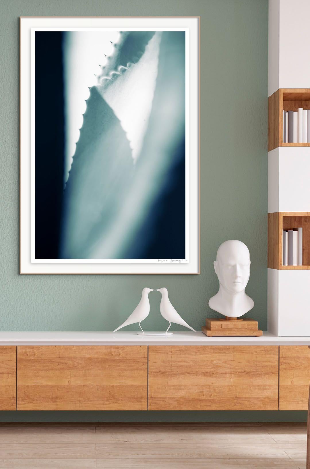 'Cicatrices (6)' Large scale photo. Agave leaf, female cactus blue teal green  - Contemporary Photograph by Sophia Milligan