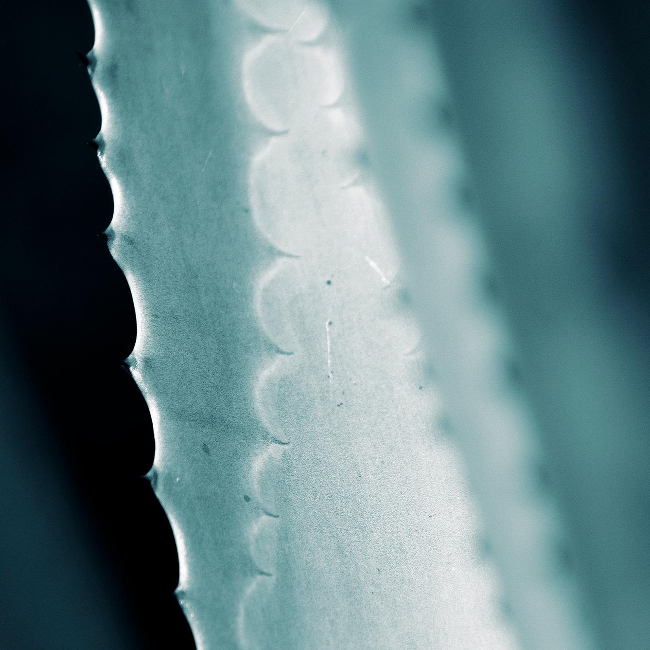 Großformatiges Foto „Cicatrices 1“. Blatt Agave-Blatt, Wüste, tropisches Blau, Tealgrün  (Zeitgenössisch), Photograph, von Sophia Milligan