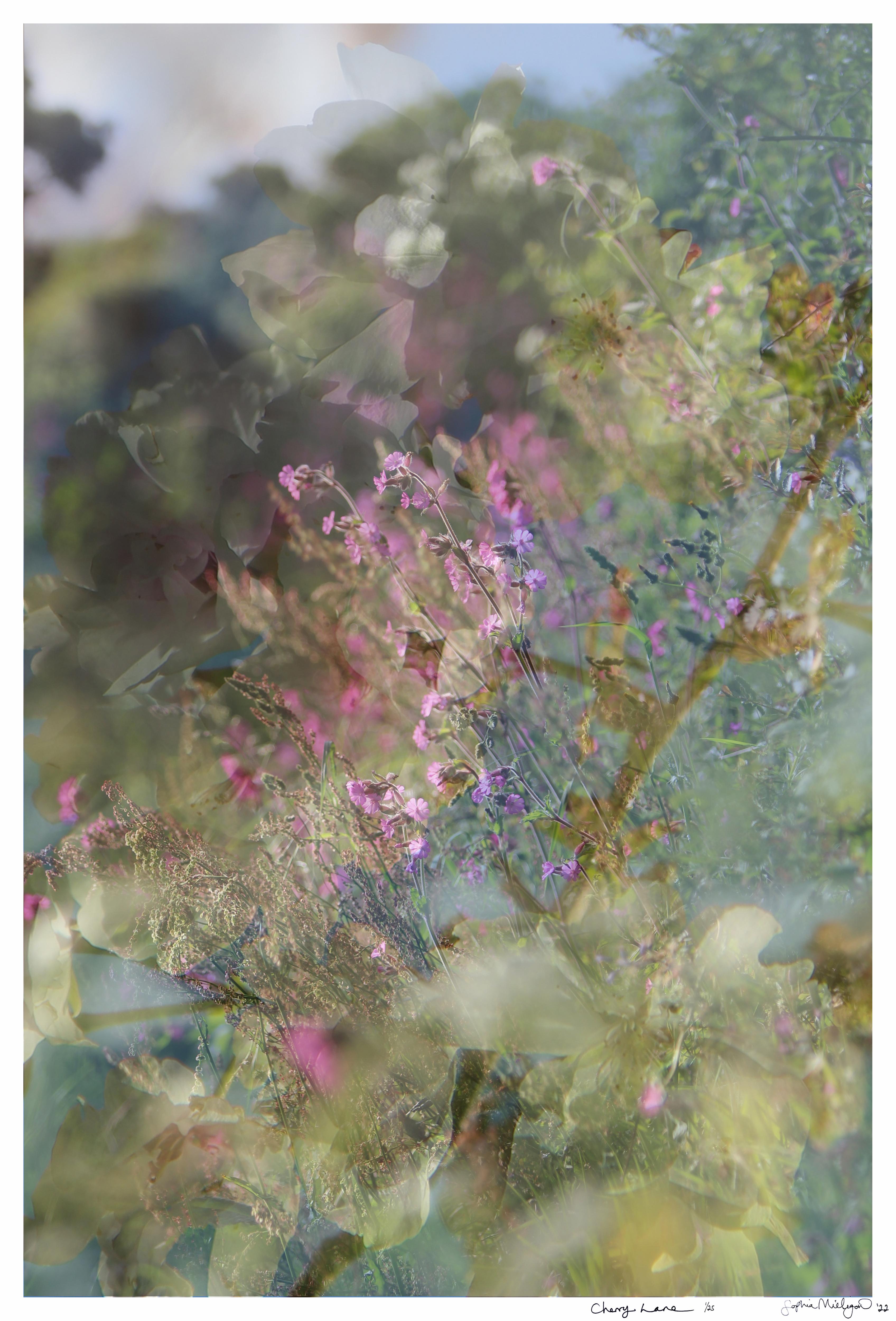 'Cherry Lane' Large scale floral photograph. Spring, blue pink green sakura - Contemporary Photograph by Sophia Milligan