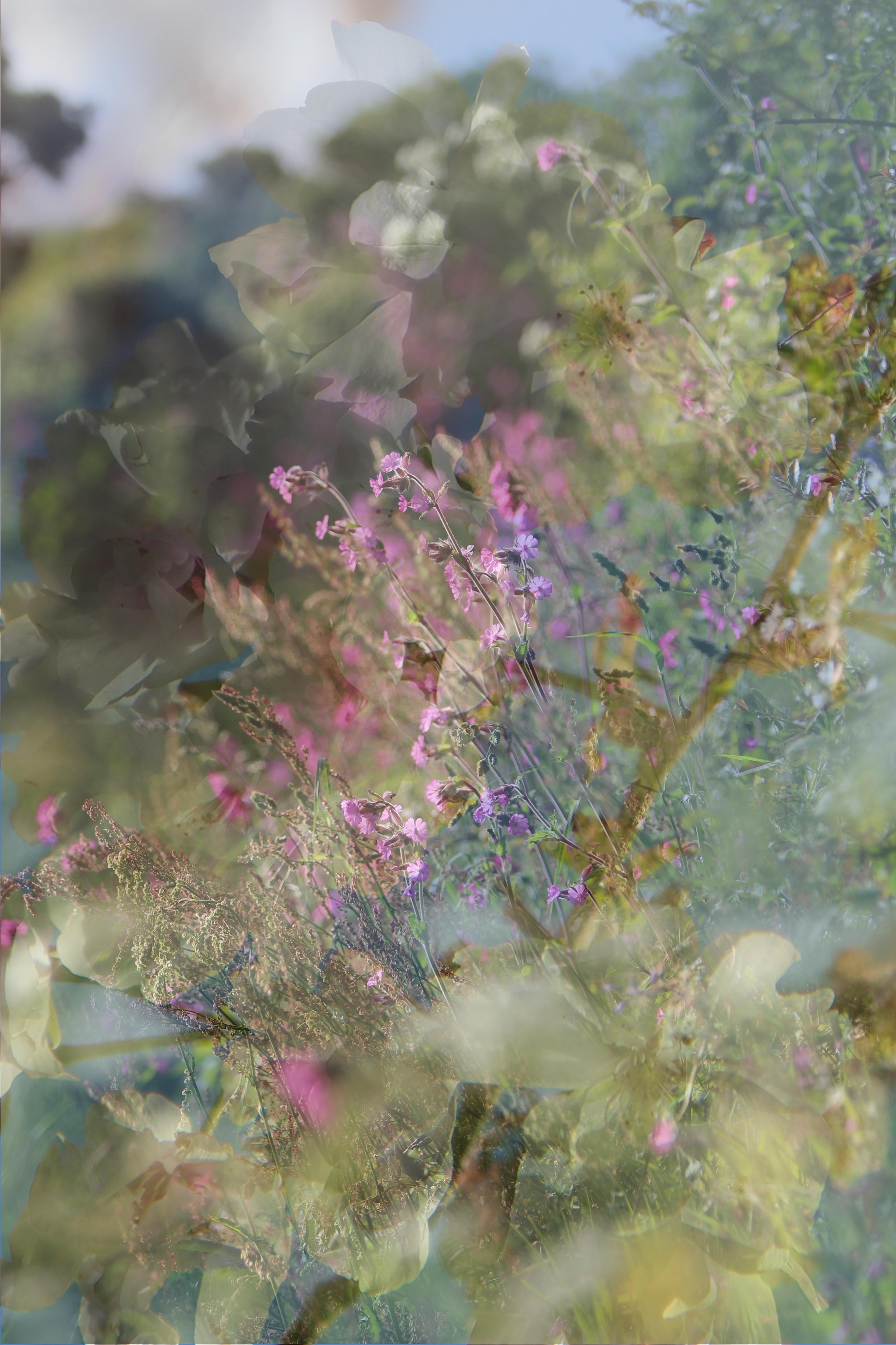 Sophia Milligan Color Photograph - 'Cherry Lane' Large scale floral photograph. Spring, blue pink green sakura