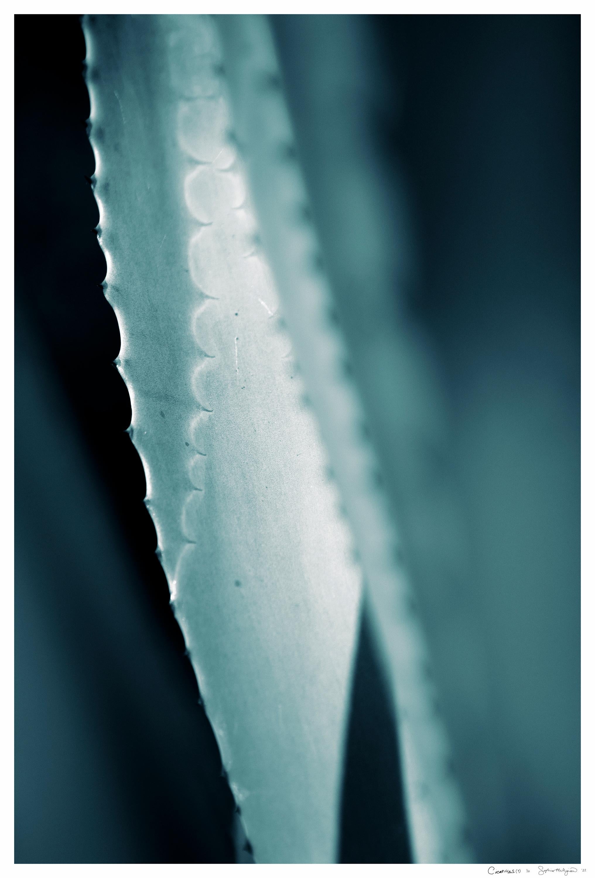 'Cicatrices 1' Large scale photo. Agave leaf, desert, tropical blue teal green 