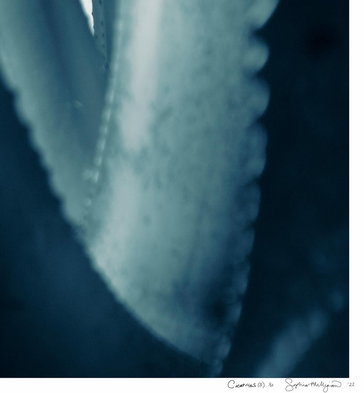 Großformatiges Foto „Cicatrices 3“. Blatt Agave-Blatt, weibliches tropisches Blau-Tealgrün  im Angebot 3