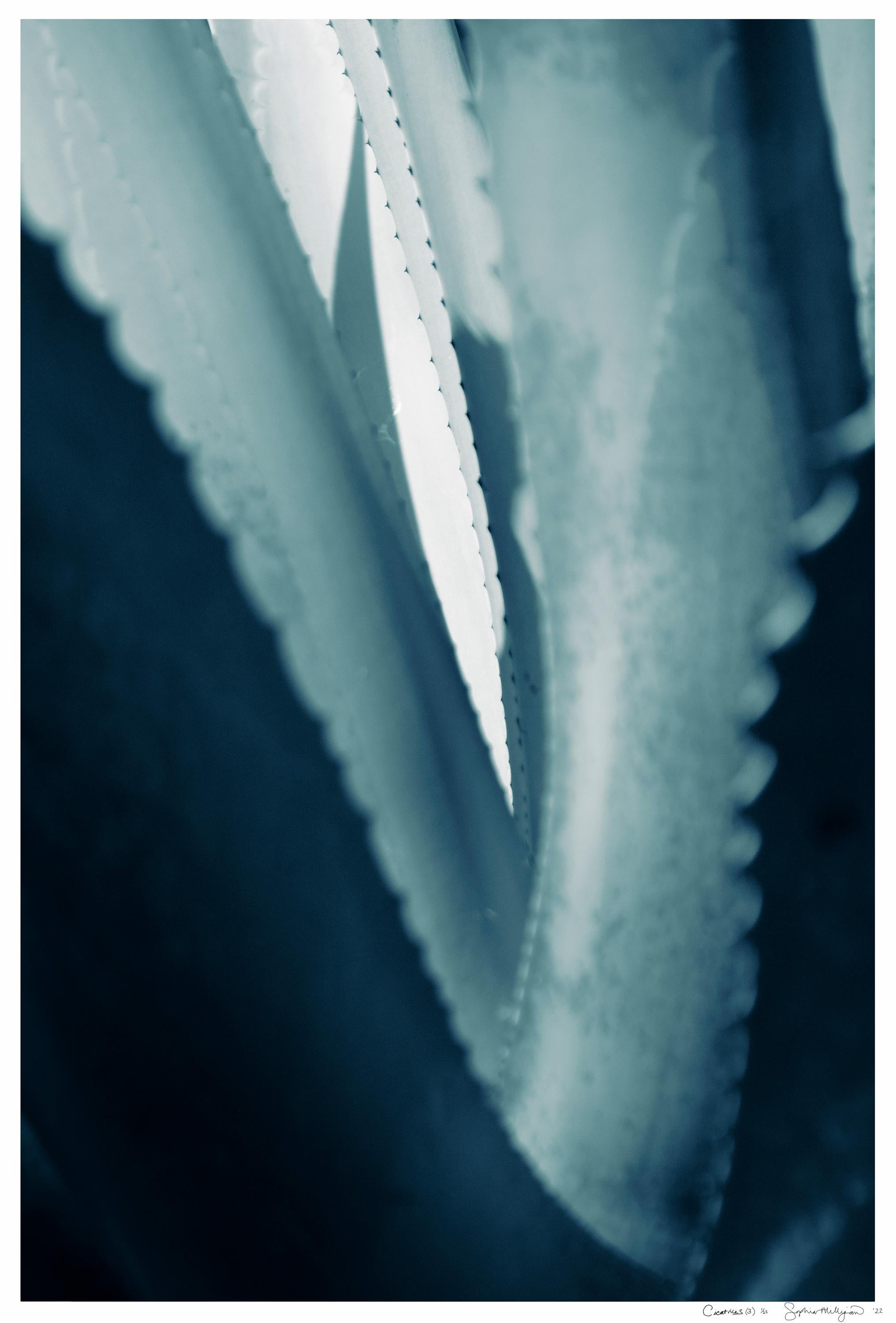 'Cicatrices 3' Large scale photo. Agave leaf, female tropical blue teal green 
