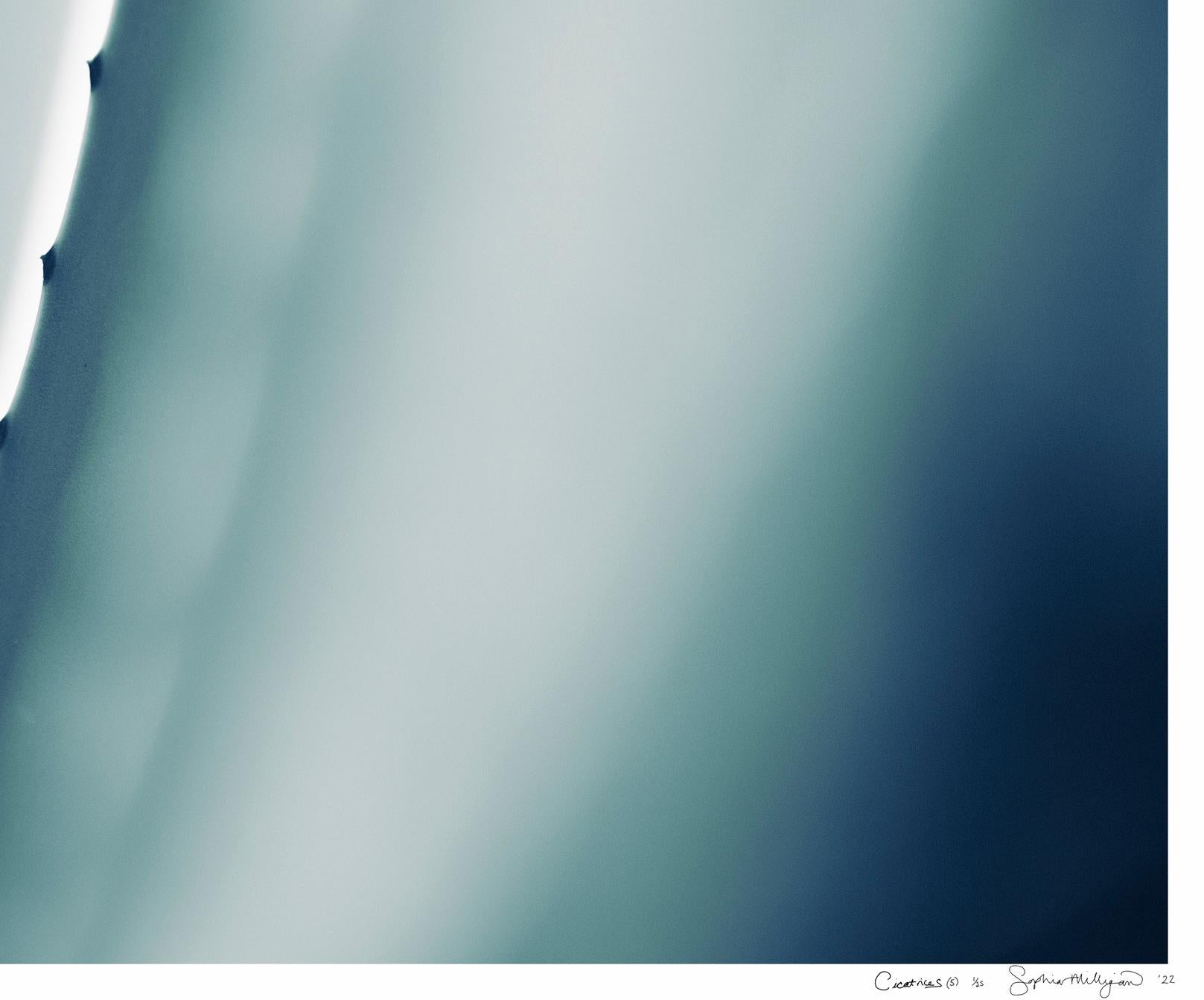 'Cicatrices 5' Foto a gran escala. Hoja de agave, cactus del desierto azul verde turquesa - Abstract Photograph Azul de Sophia Milligan