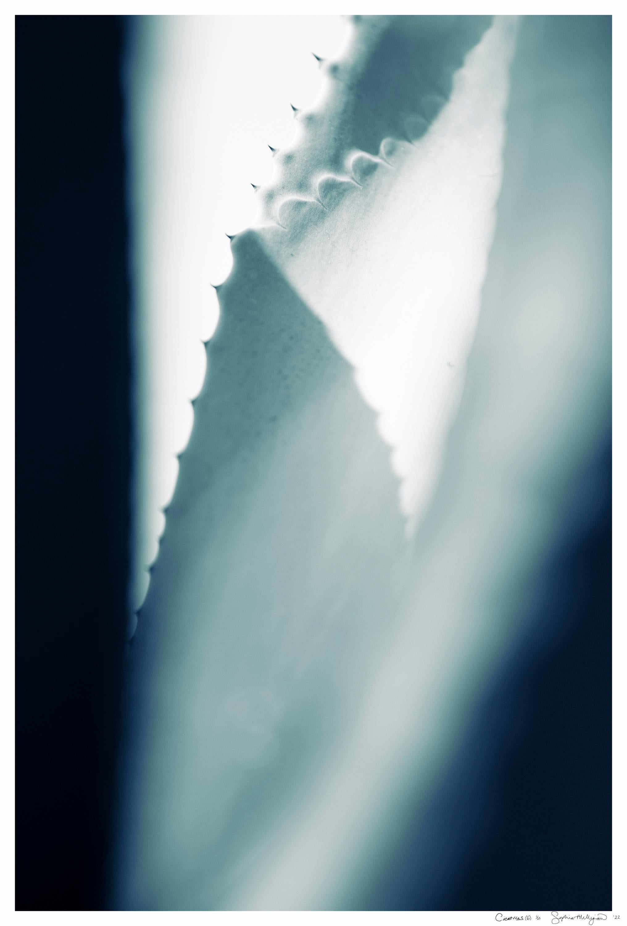 Großformatiges Foto „Cicatrices (6)“. Blatt Agave-Blatt, weibliches Kakteenblaues Tealgrün 