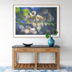 'Compliments of the May Morning' Large Scale Photograph Yellow Roses flowers