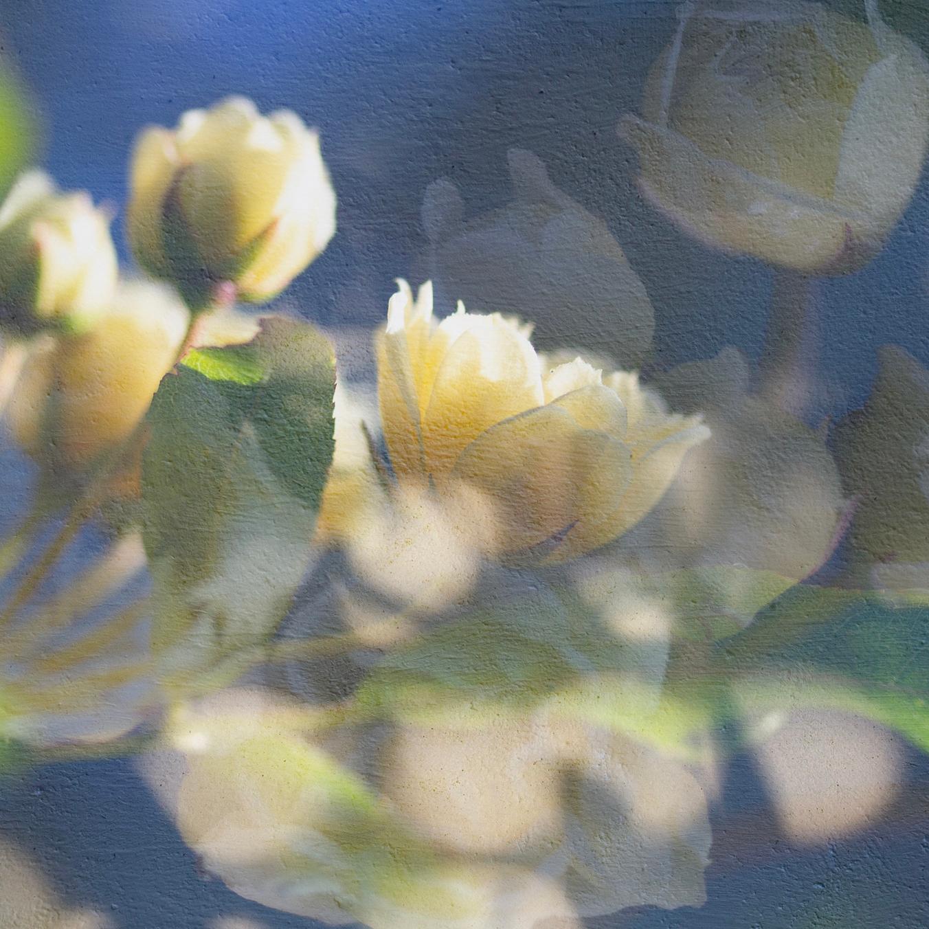 'Compliments of the May Morning'
Limited edition (1 of 25) archival photograph, hand signed and numbered. Unframed
_________________
Illuminated among painted pools of early summer light, the first rose buds softly open, their perfume hangs