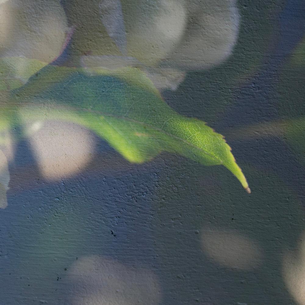 'Gentileza de la mañana de mayo' Fotografía a gran escala Flores rosas amarillas - Color Photograph Gris de Sophia Milligan