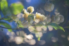 'Gentileza de la mañana de mayo' Fotografía a gran escala Flores rosas amarillas