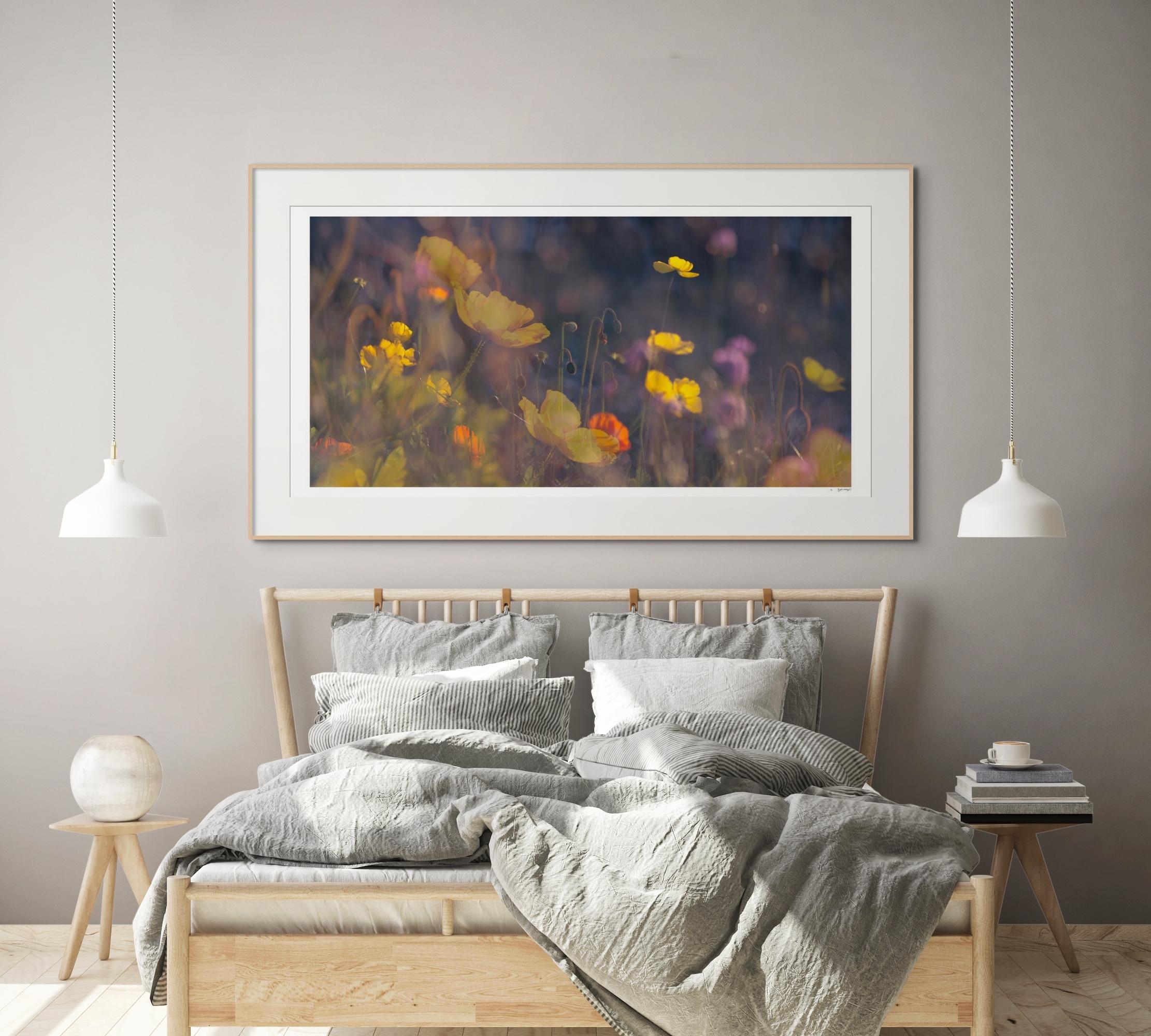 'Evening Poppies' Large scale floral photo panorama. Botanical yellow pink - Photograph by Sophia Milligan