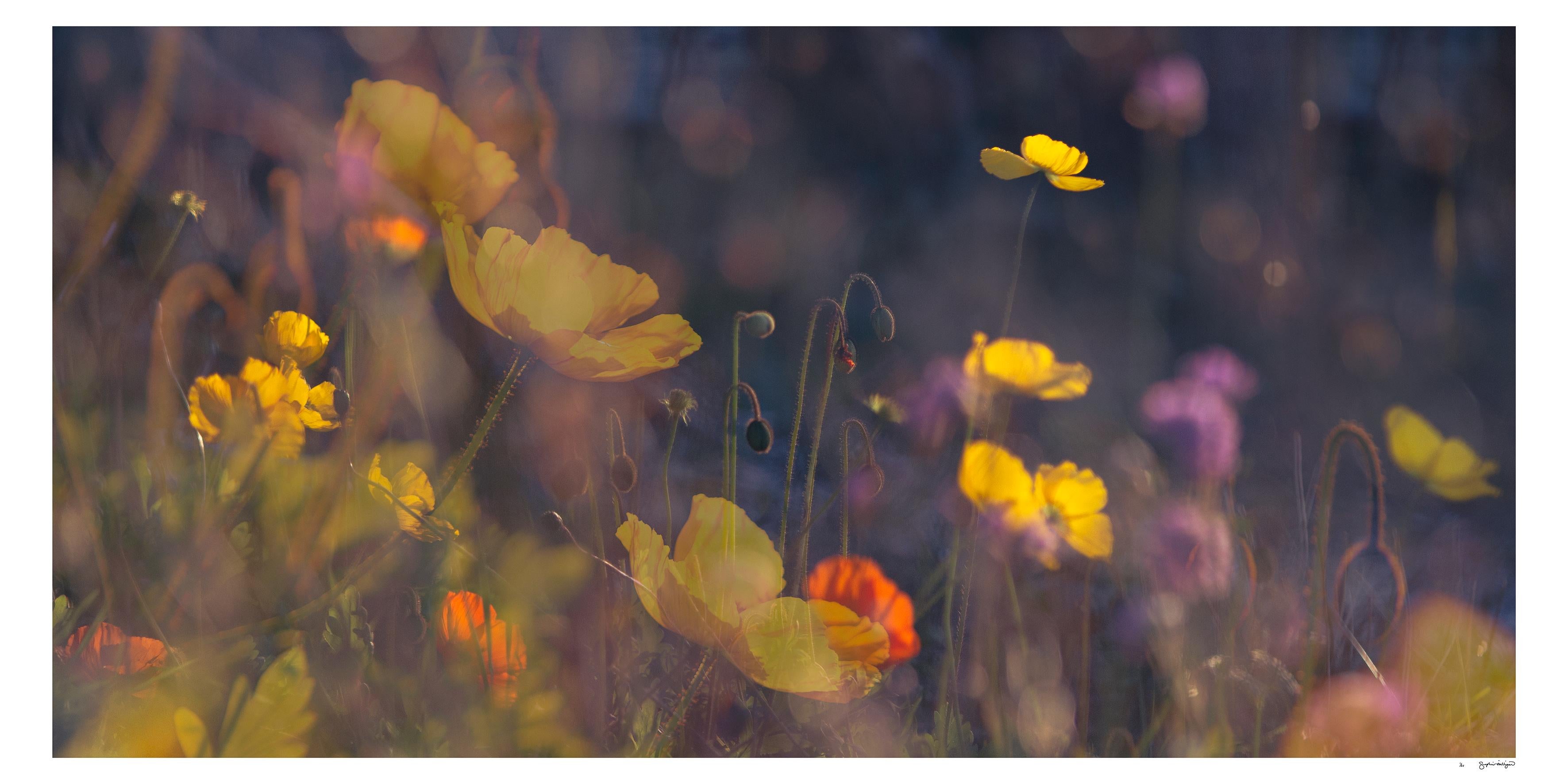 'Evening Poppies' Large scale floral photo panorama. Botanical yellow pink - Contemporary Photograph by Sophia Milligan
