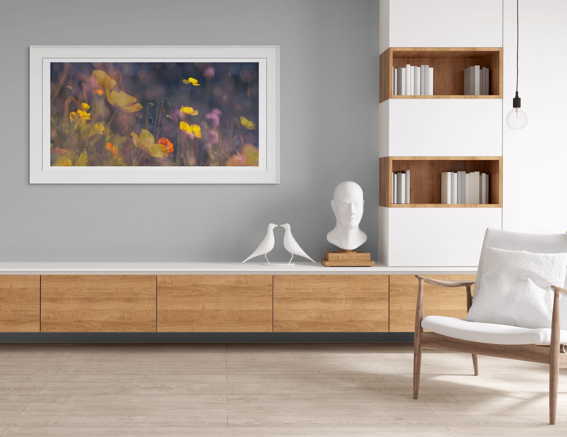 'Evening Poppies' Large scale floral photo panorama. Botanical yellow pink - Black Color Photograph by Sophia Milligan