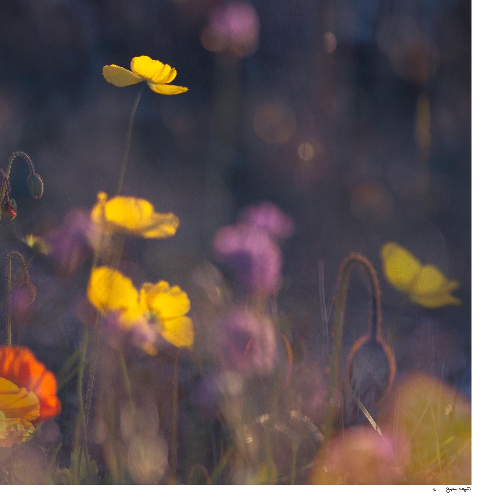 'Evening Poppies' Large scale floral photo panorama. Botanical yellow pink For Sale 1