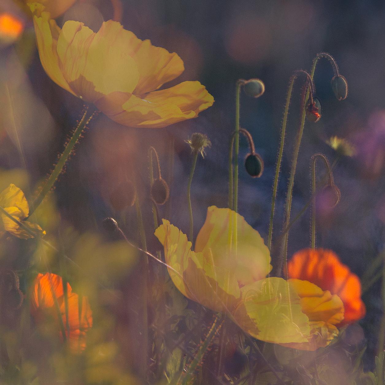 'Evening Poppies' Large scale floral photo panorama. Botanical yellow pink For Sale 2