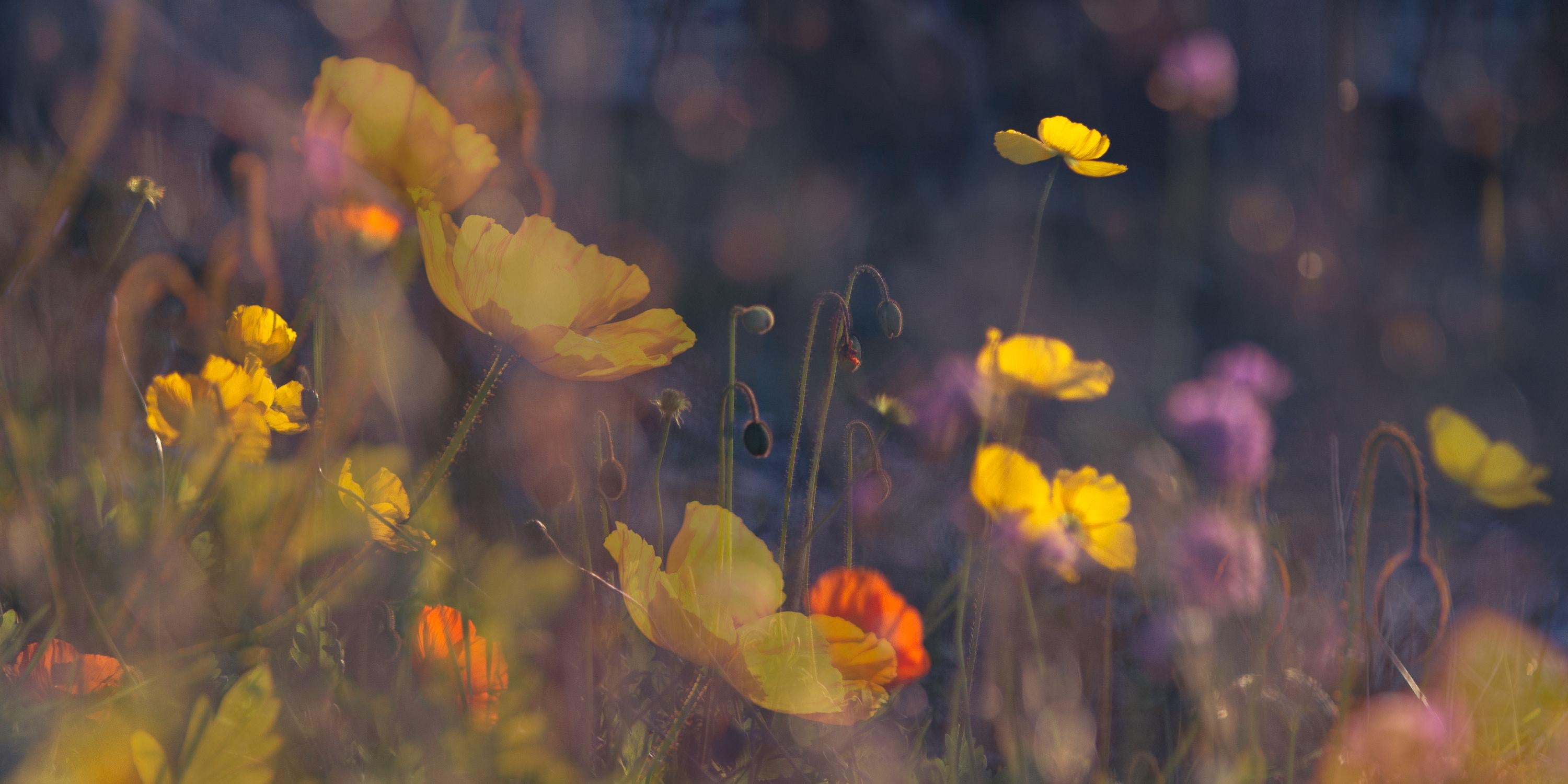 Sophia Milligan Color Photograph - 'Evening Poppies' Large scale floral photo panorama. Botanical yellow pink