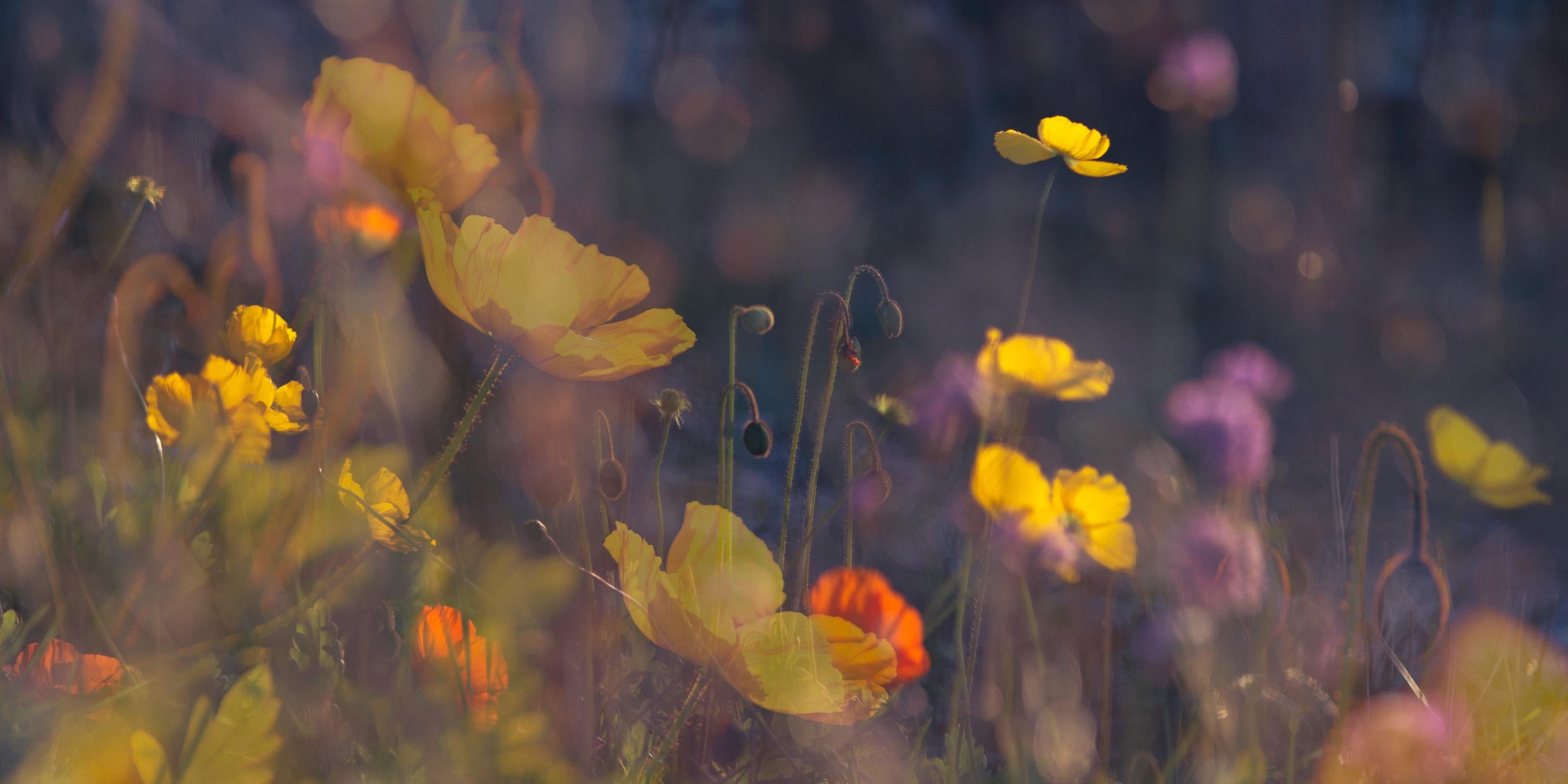 Color Photograph de Sophia Milligan - 'Amapolas vespertinas' Panorama fotográfico floral a gran escala. Botánico amarillo rosa