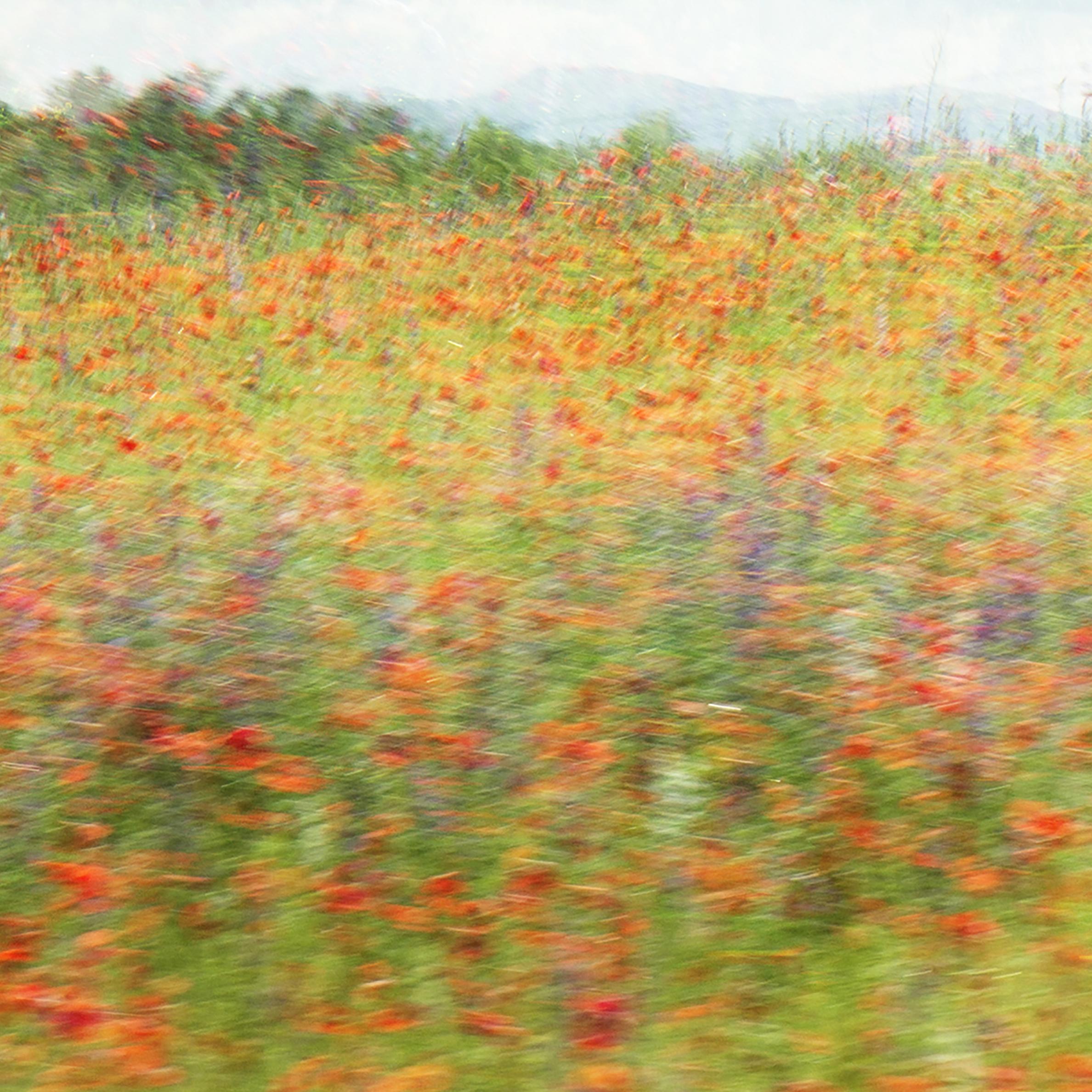 Trittico in edizione limitata 'For the Brave, Tennessee'. Paesaggio, Fiori, Nature. in vendita 5