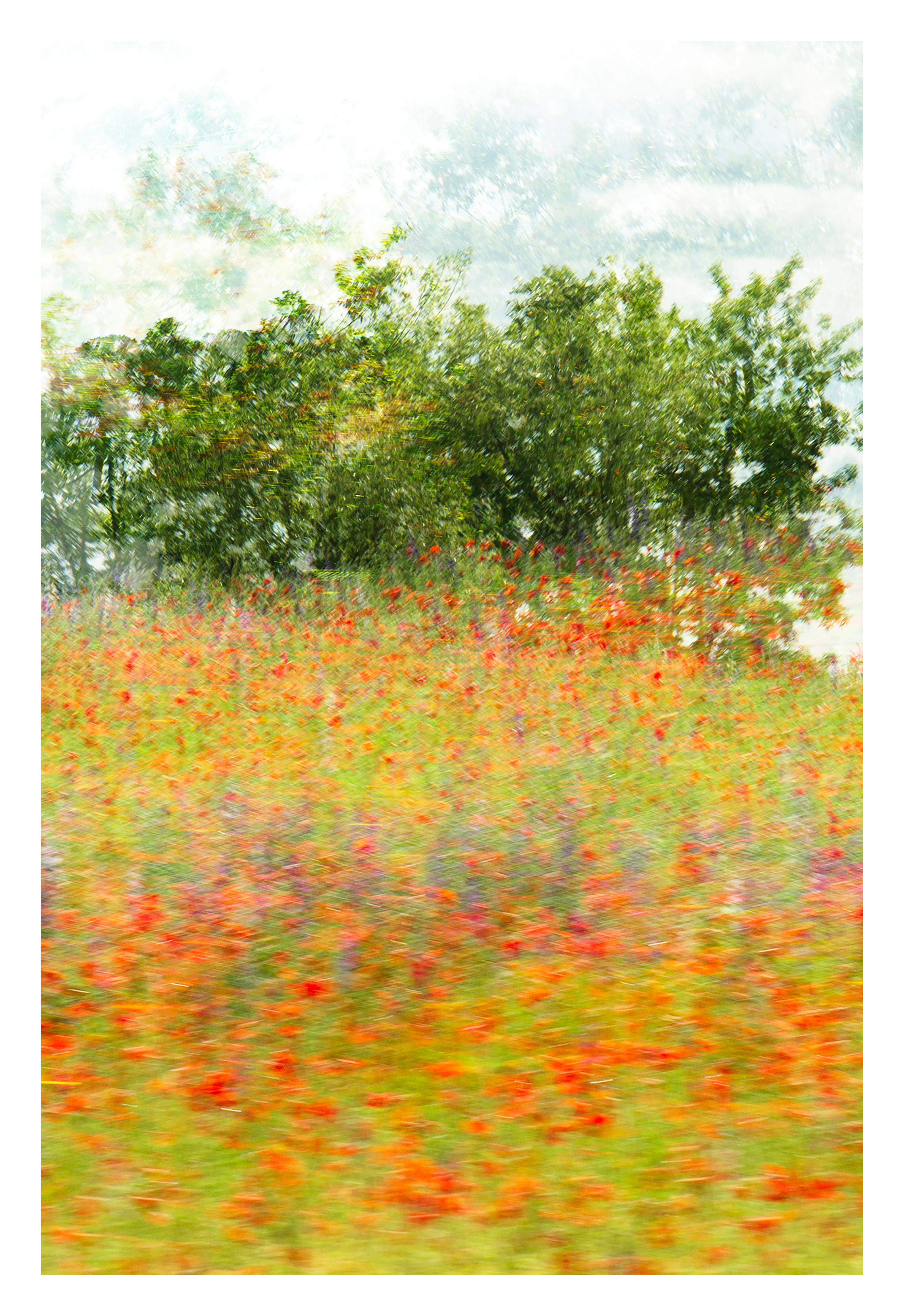 Per i coraggiosi, Tennessee 
Edizione Master (1 di 5). Stampa archivistica Giclée. Trittico . Firmato e numerato a mano, senza cornice.
_________________
Papaveri scarlatti e lupini viola, sparsi come un quadro impressionista nel paesaggio