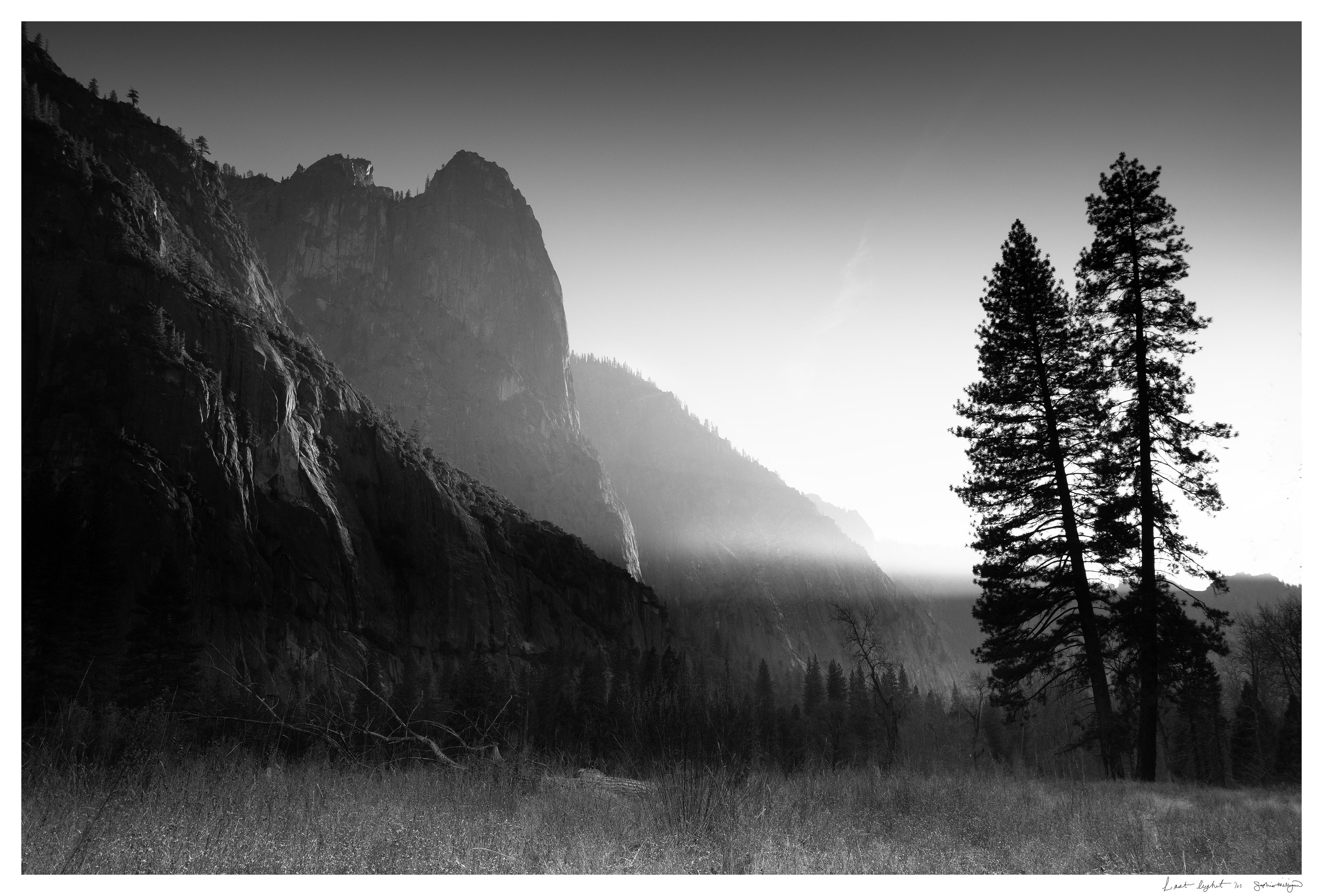 Landscape Photograph Sophia Milligan - photographie en édition limitée « Last Light ». Paysage d'arbres de la Yosemite