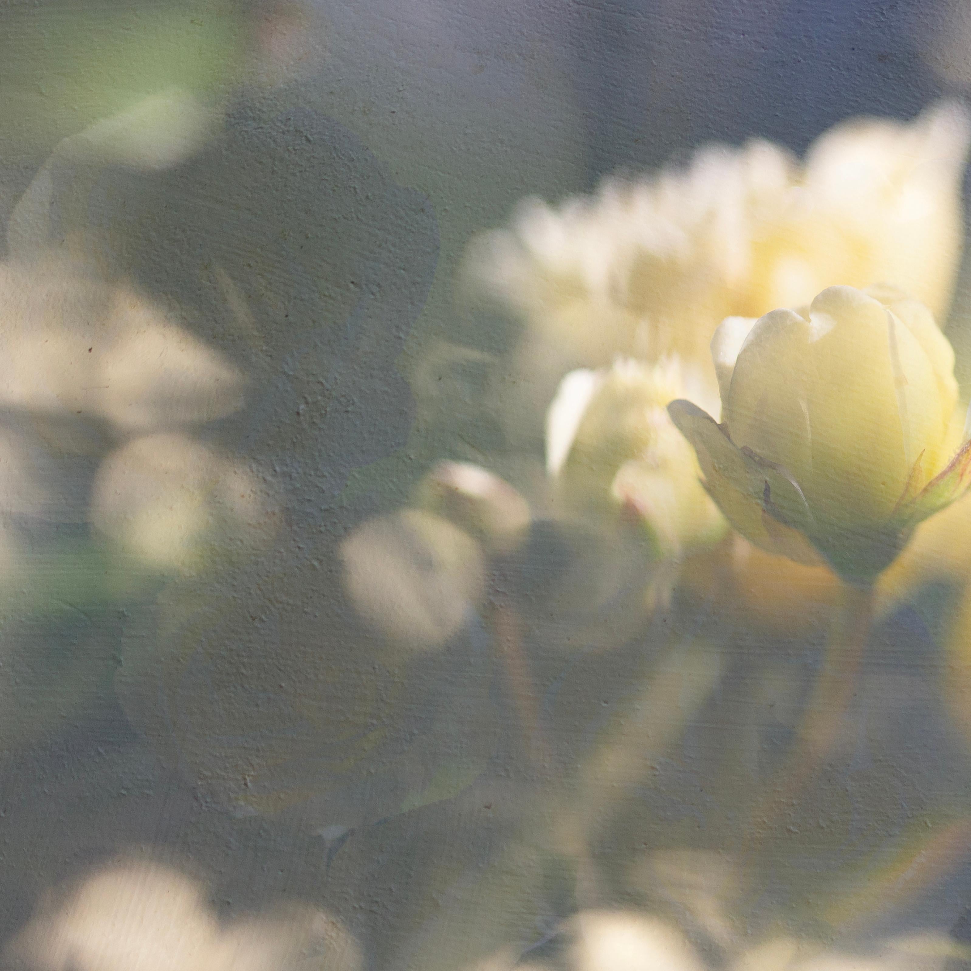 'May Morning in Yellow'
Limited edition (1 of 25) archival photograph, hand signed and numbered. Unframed
_________________
Illuminated among painted pools of early summer light, the first rose buds softly open, their perfume hangs elegantly in the