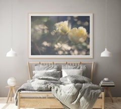 Photographie à grande échelle May Morning in Yellow, fleurs de roses jaunes