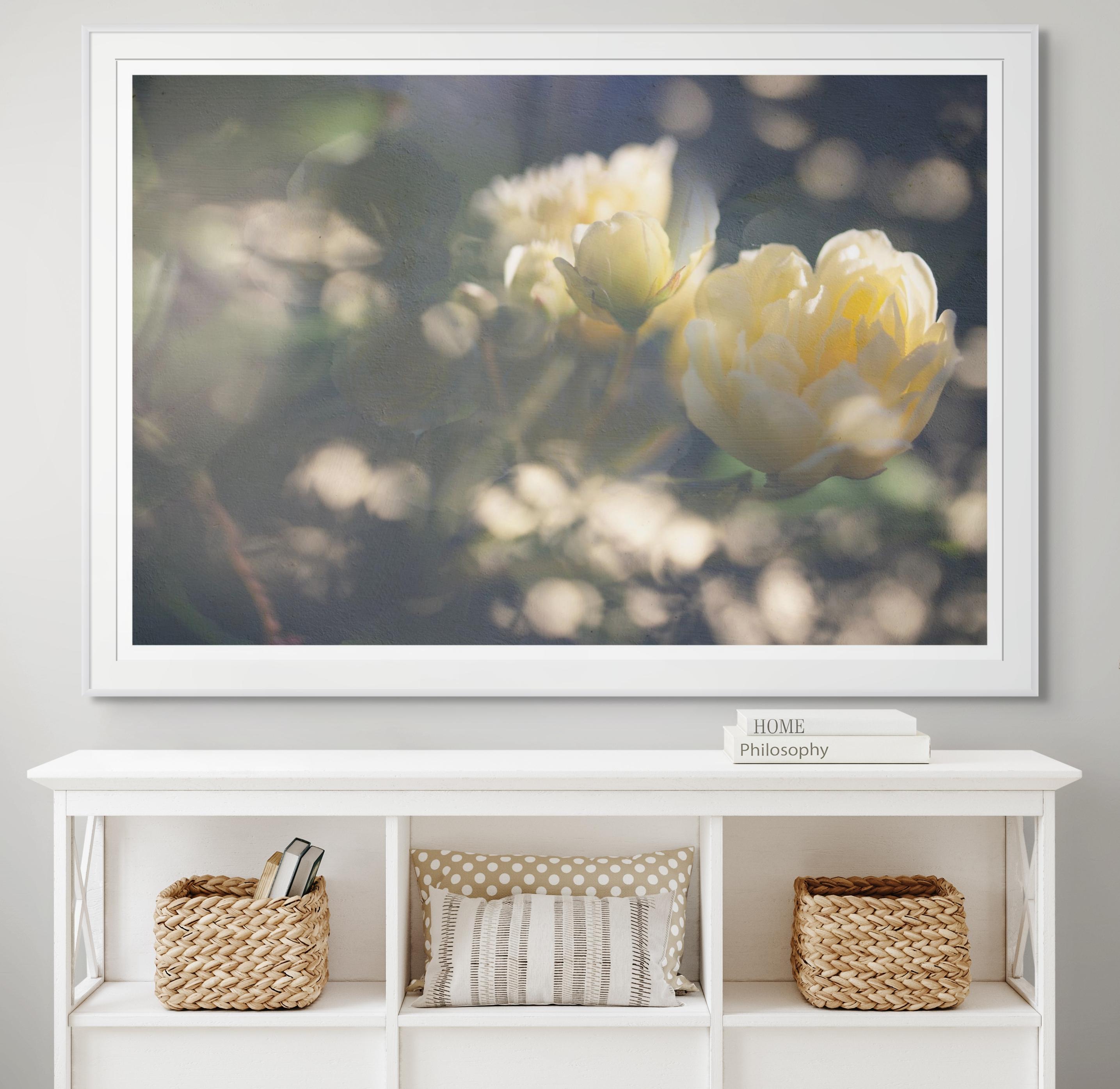 Photographie à grande échelle May Morning in Yellow, fleurs de roses jaunes en vente 3