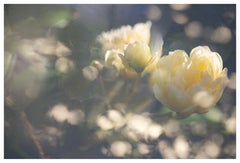 Großformatige Fotografie „May Morning in Yellow“ Gelbe Rosen Blumen-Blumen
