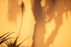 'Sombras Doradas (5)' Large Scale Photo, Desert Silhouette Sunset Yellow Gold