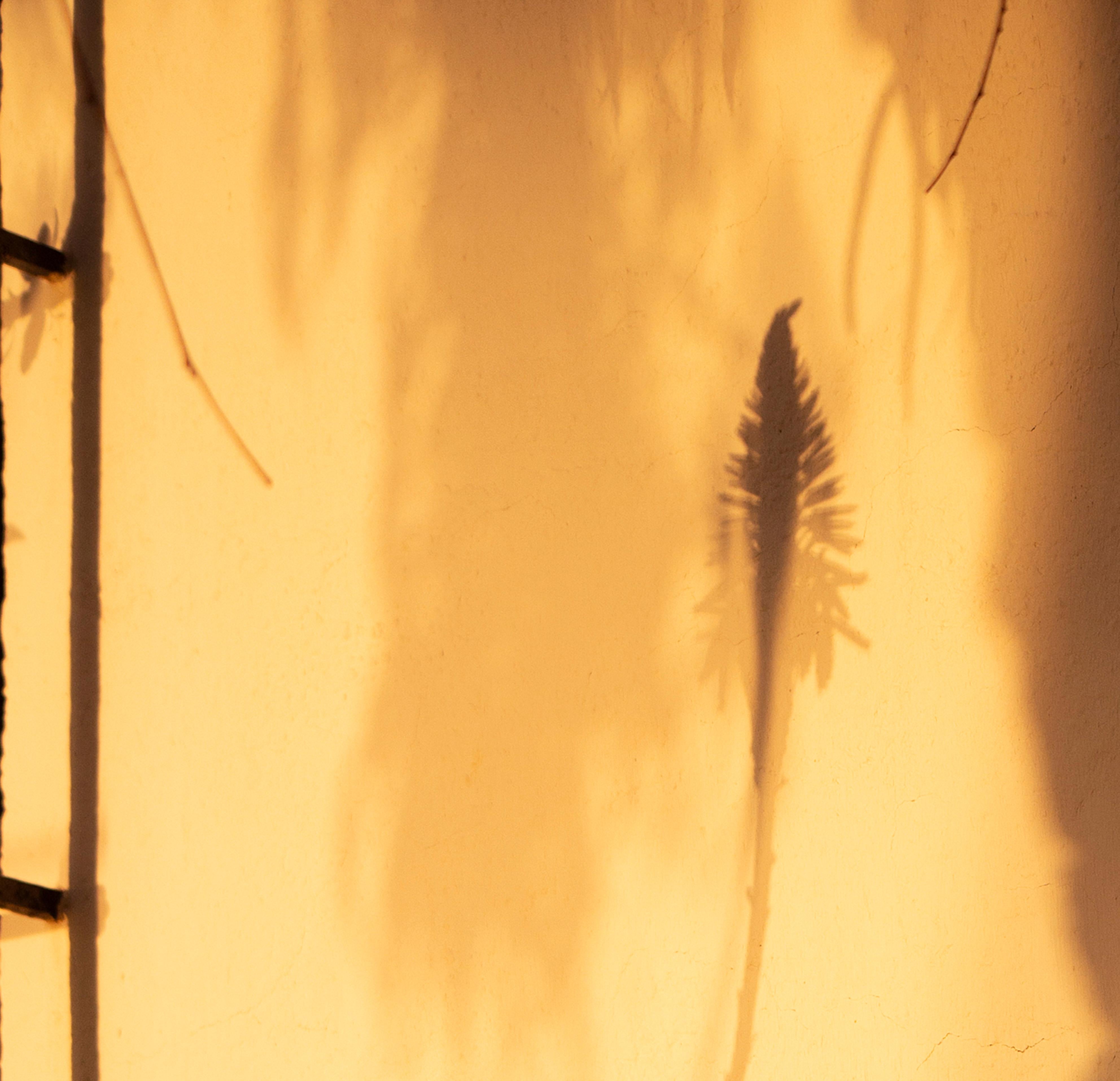 Großformatiges Foto „Sombras Doradas (2)“, Schatten Silhouette Sonnenuntergang Gelbgold – Photograph von Sophia Milligan