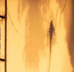 'Sombras Doradas (2)' Large Scale Photo, Shadows Silhouette Sunset Yellow Gold