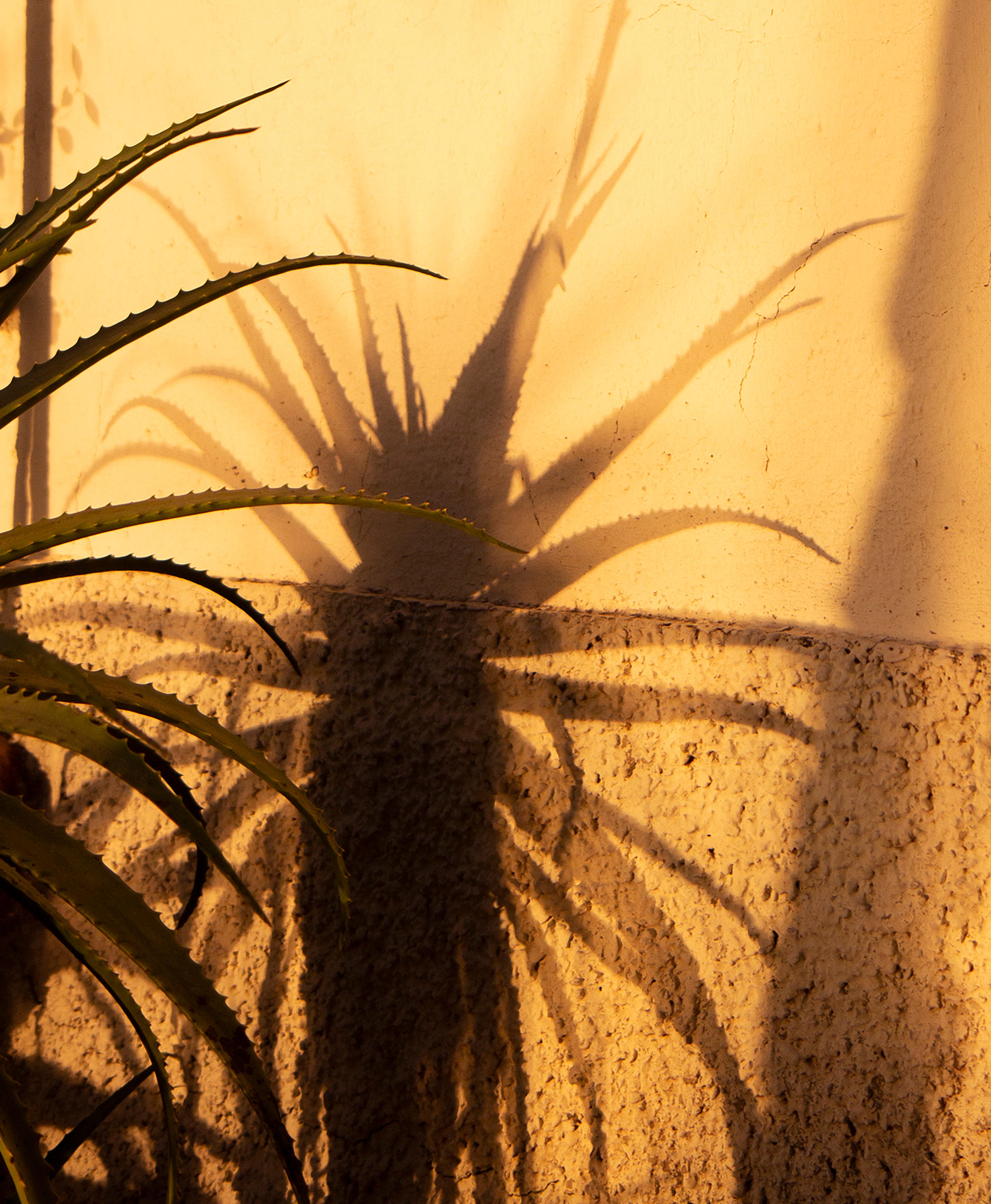 Großformatiges Foto „Sombras Doradas (2)“, Schatten Silhouette Sonnenuntergang Gelbgold im Angebot 1