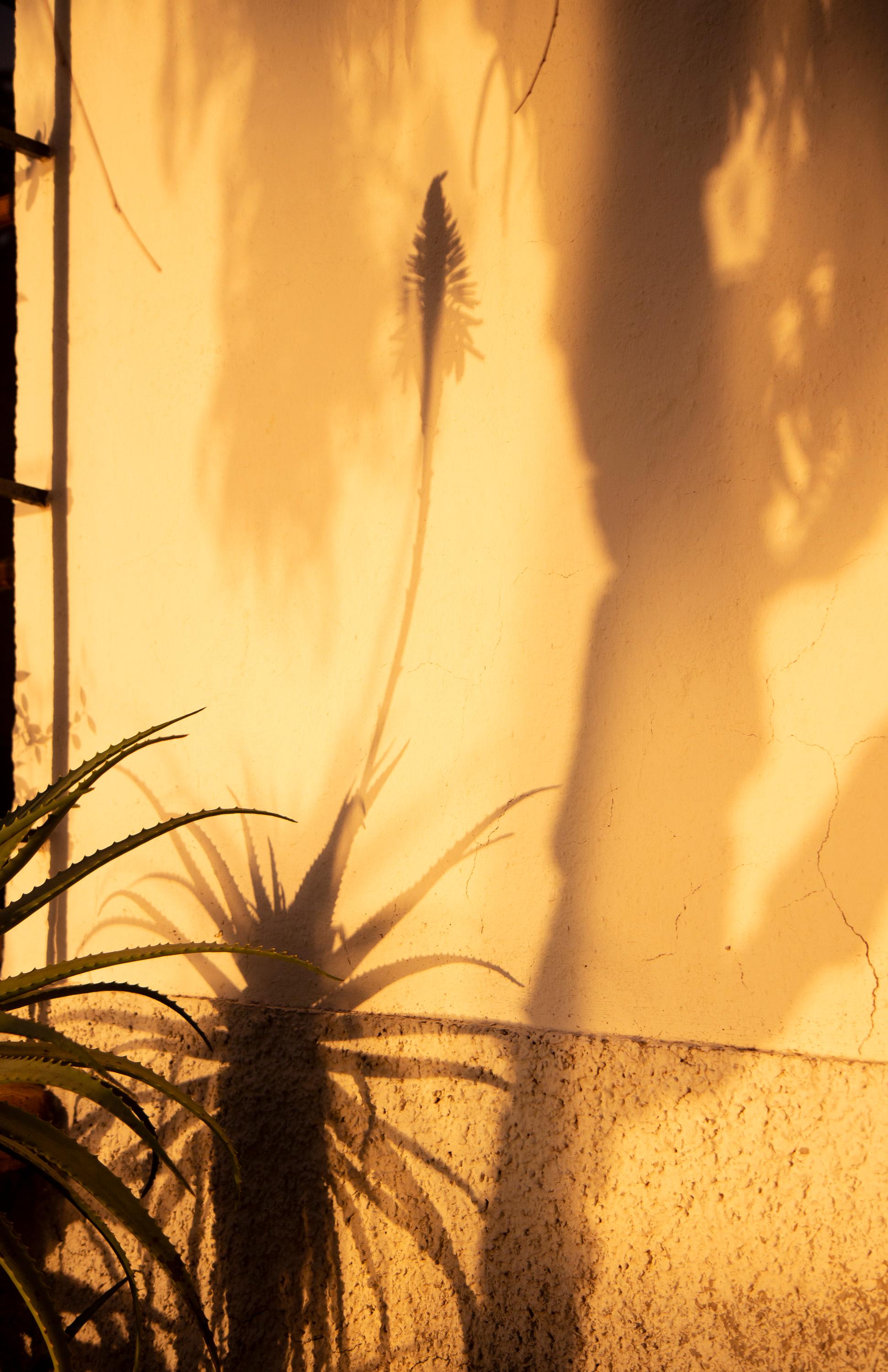 Sophia Milligan Color Photograph – Großformatiges Foto „Sombras Doradas (2)“, Schatten Silhouette Sonnenuntergang Gelbgold