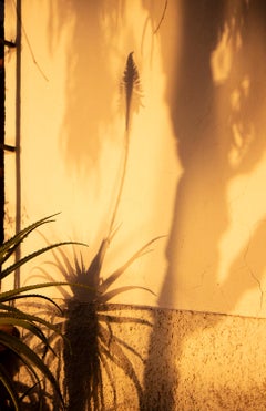 Photo à grande échelle 'Sombras Doradas (2)', Ombres Silhouette Coucher de soleil Jaune Or