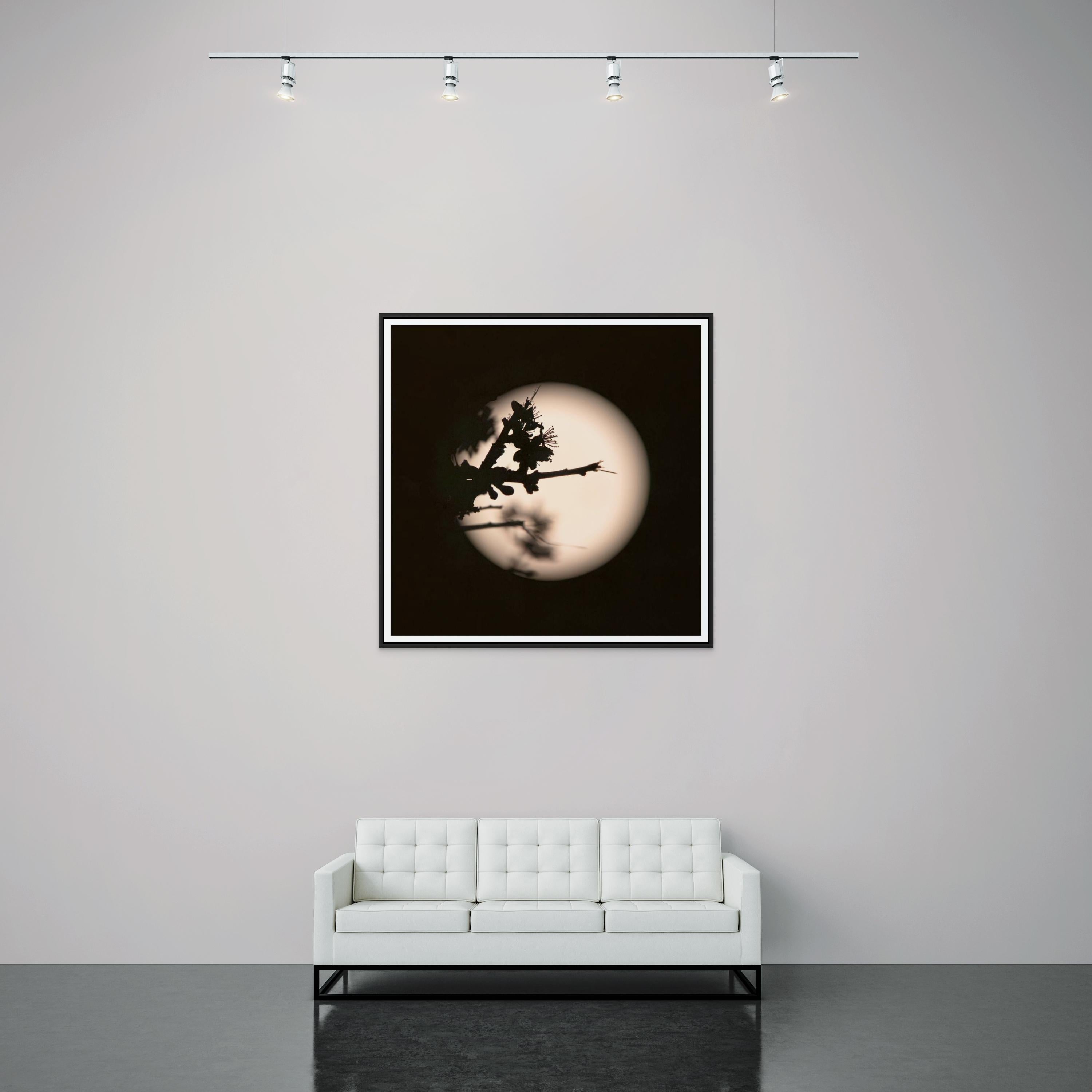 Lune rose, épine noire (I)  Photo unique Botanique Floral Minimaliste Noir - Photograph de Sophia Milligan